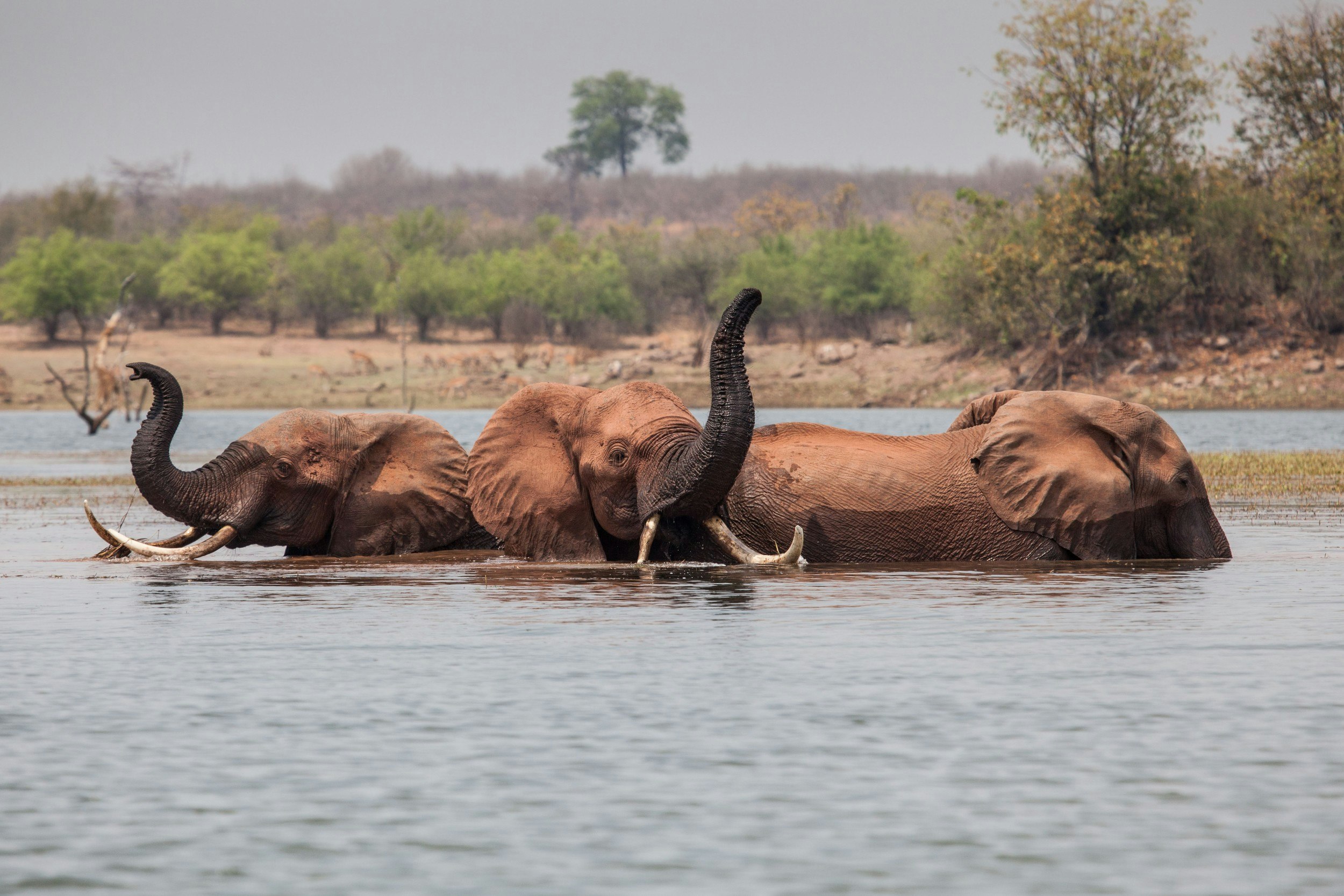Elephanta in a river in Zimbabwe