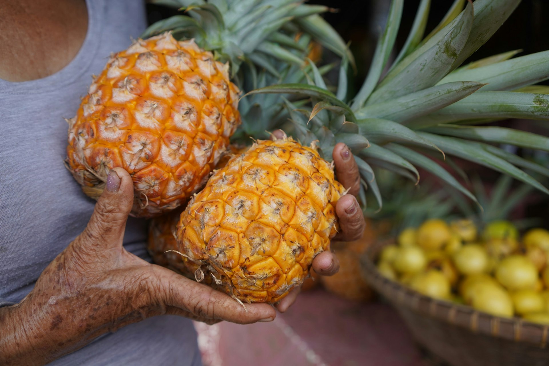 The gnarled hands of a senior hold fresh, ripe pineapples at a farmers' market in Hawaii; Maui sites without tourists