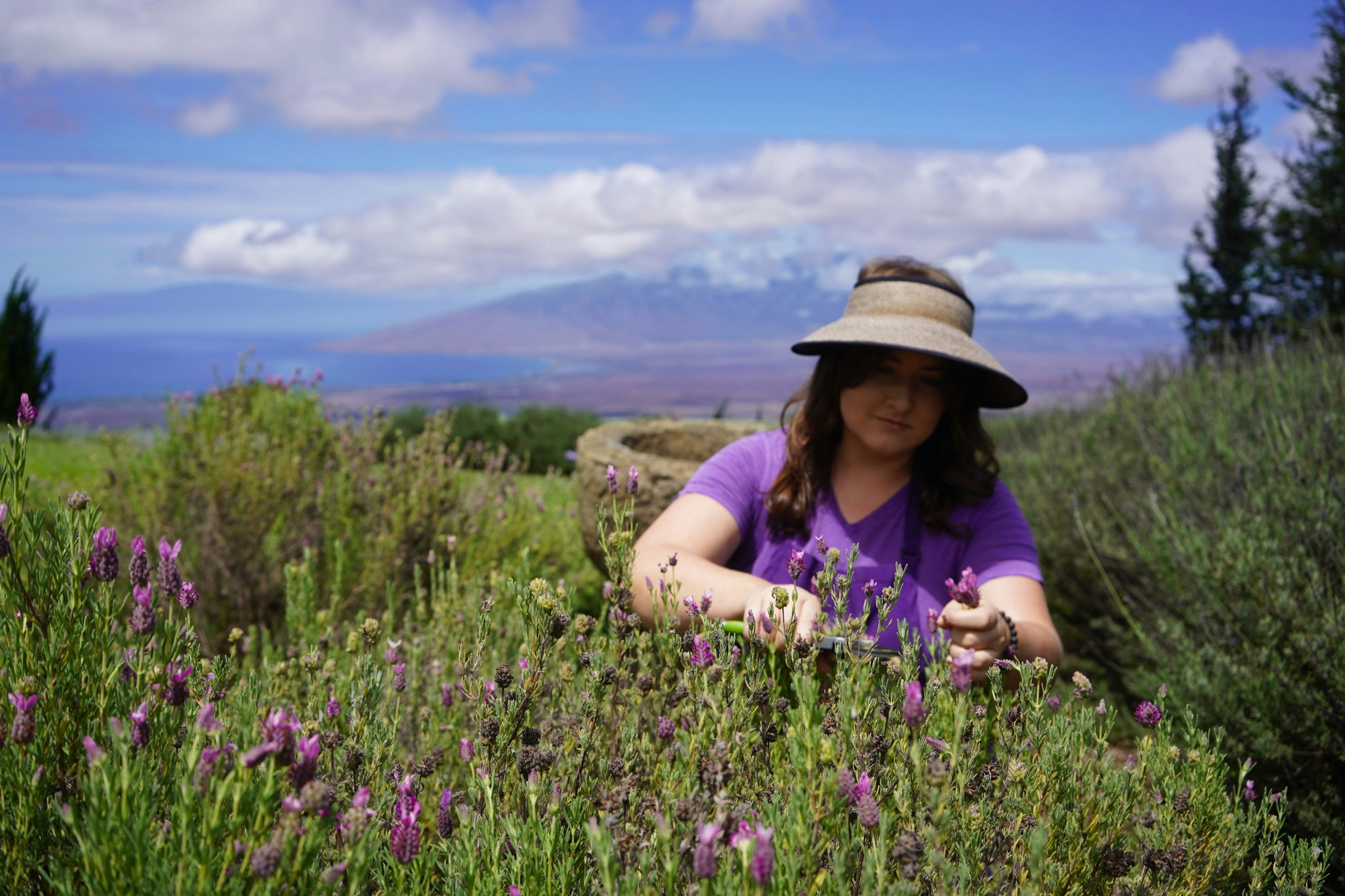 A woman picks lavender at a farm, with the mountains of Hawaii behind her; Maui sites without tourists