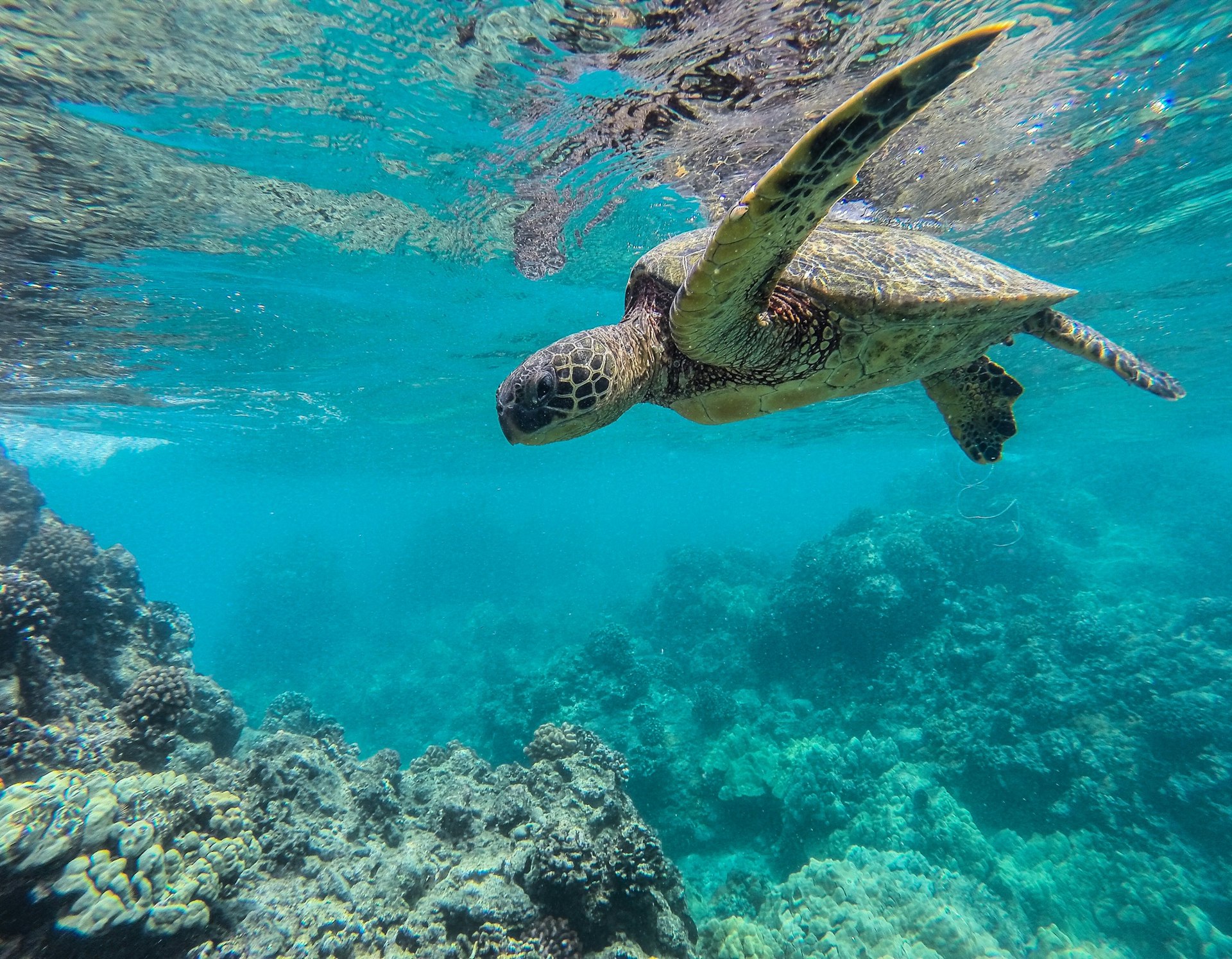 A sea turtle swims in a sapphire blue sea surrounded by coral; Maui sites without tourists