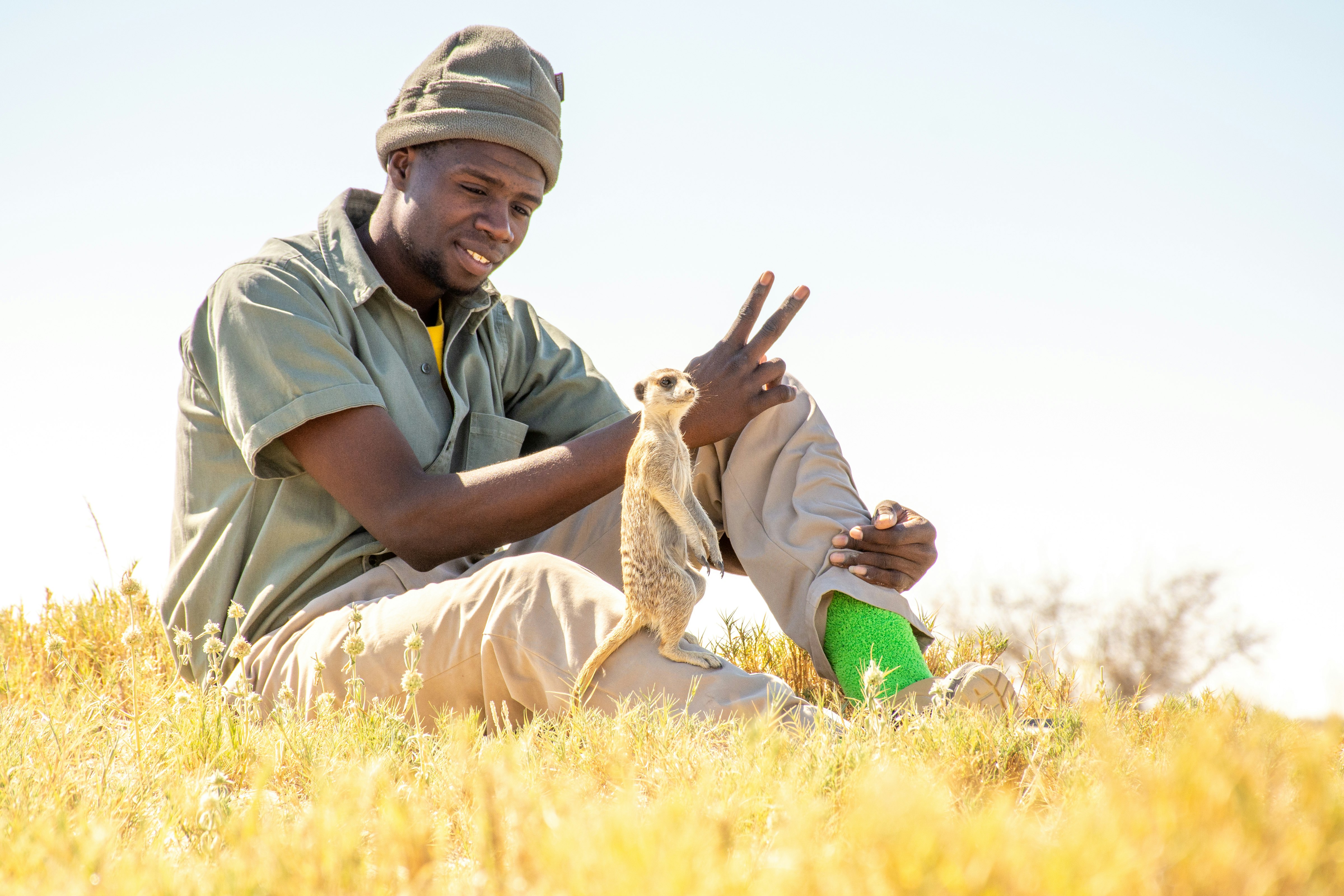 A man in a beige knit cap, green button-down twill shirt, and kakis sits in the low bush grass and flashes a peace sign as a meerkat perches on his shin  