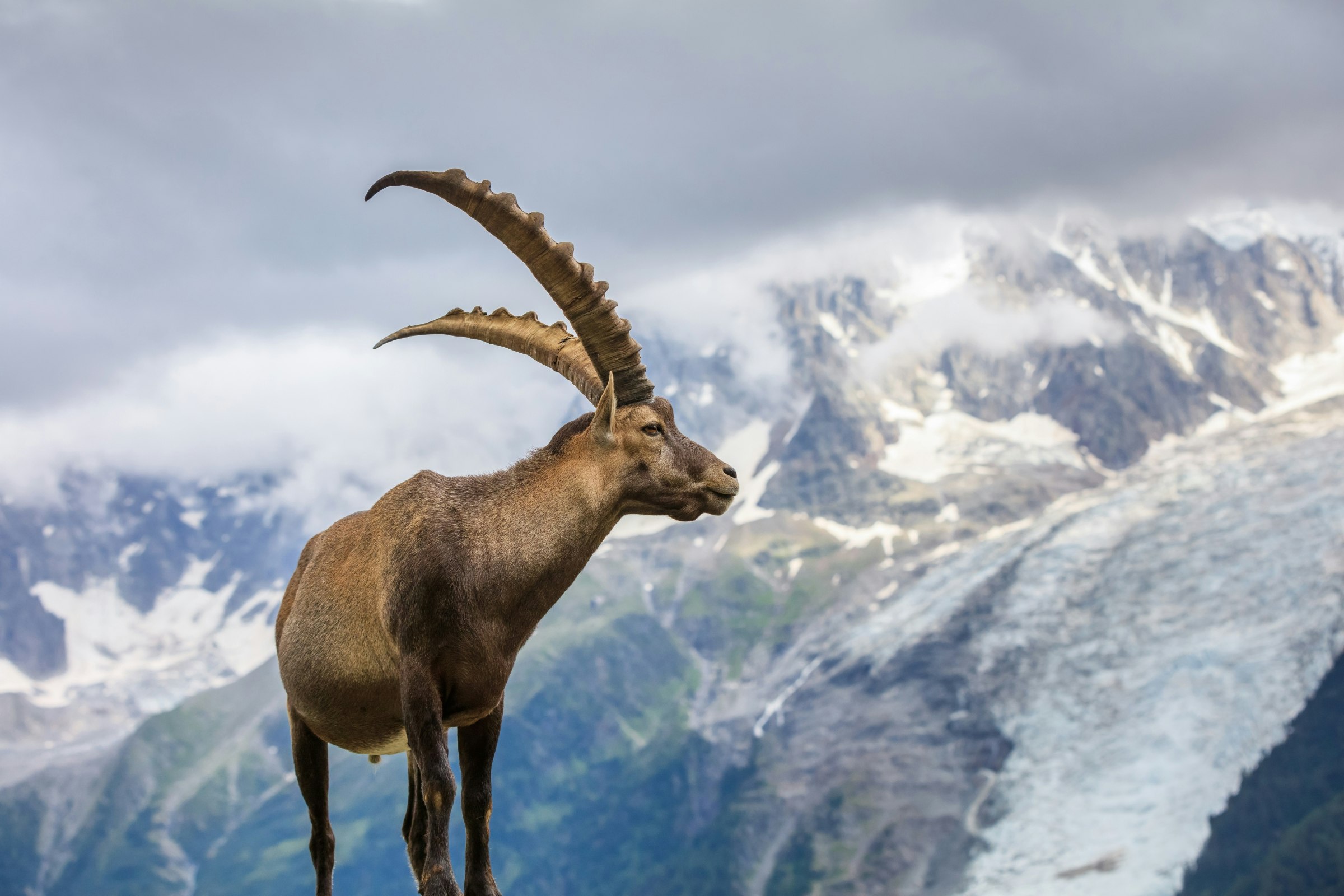 An Alpine ibex on the Mont-Blanc range with the Glacier des Bossons in the background.