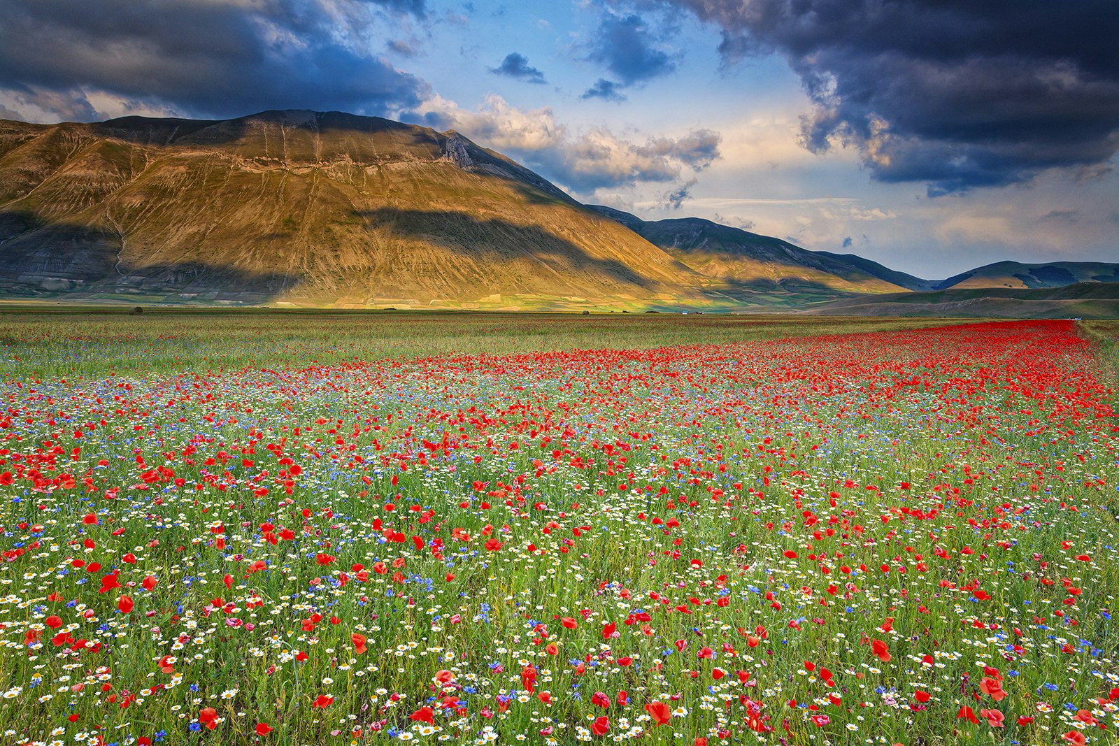 A field of red, blue and white wildflowers sits before a stone mountain in Parco Nazionale dei Monti Sibillini. Le Marche, Italy.