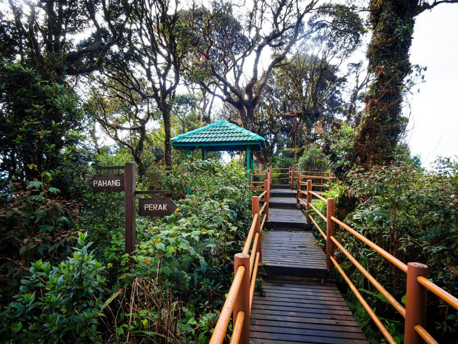Ridge-top walkway through the Mossy Forest in Malaysia