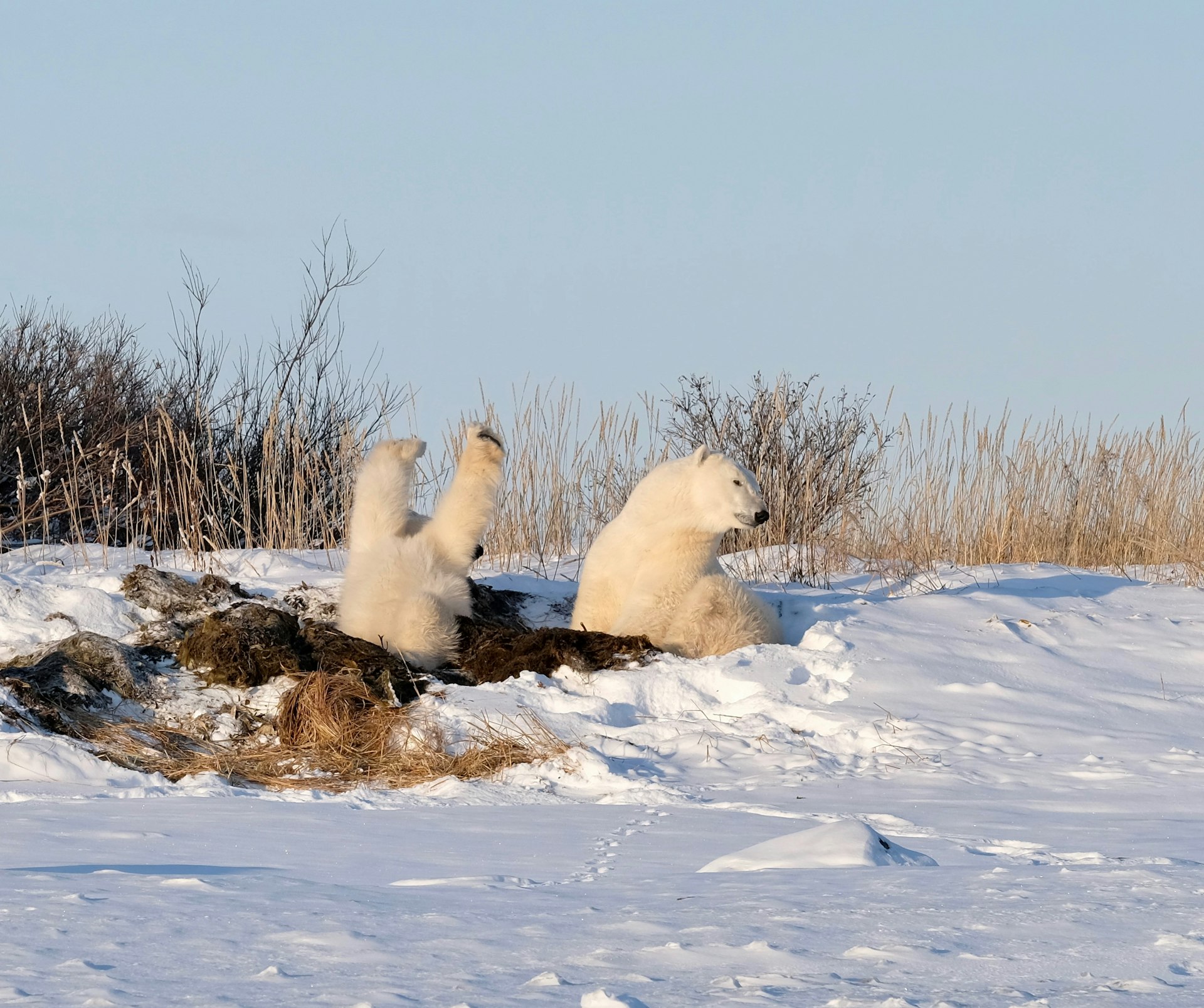 A mother polar bear keeps watch while her cub rolls backward, waving their legs in the air while wriggling in a bank of seaweed, on the snow-covered ground of Churchill, Canada in a nest of seaweed.jpg