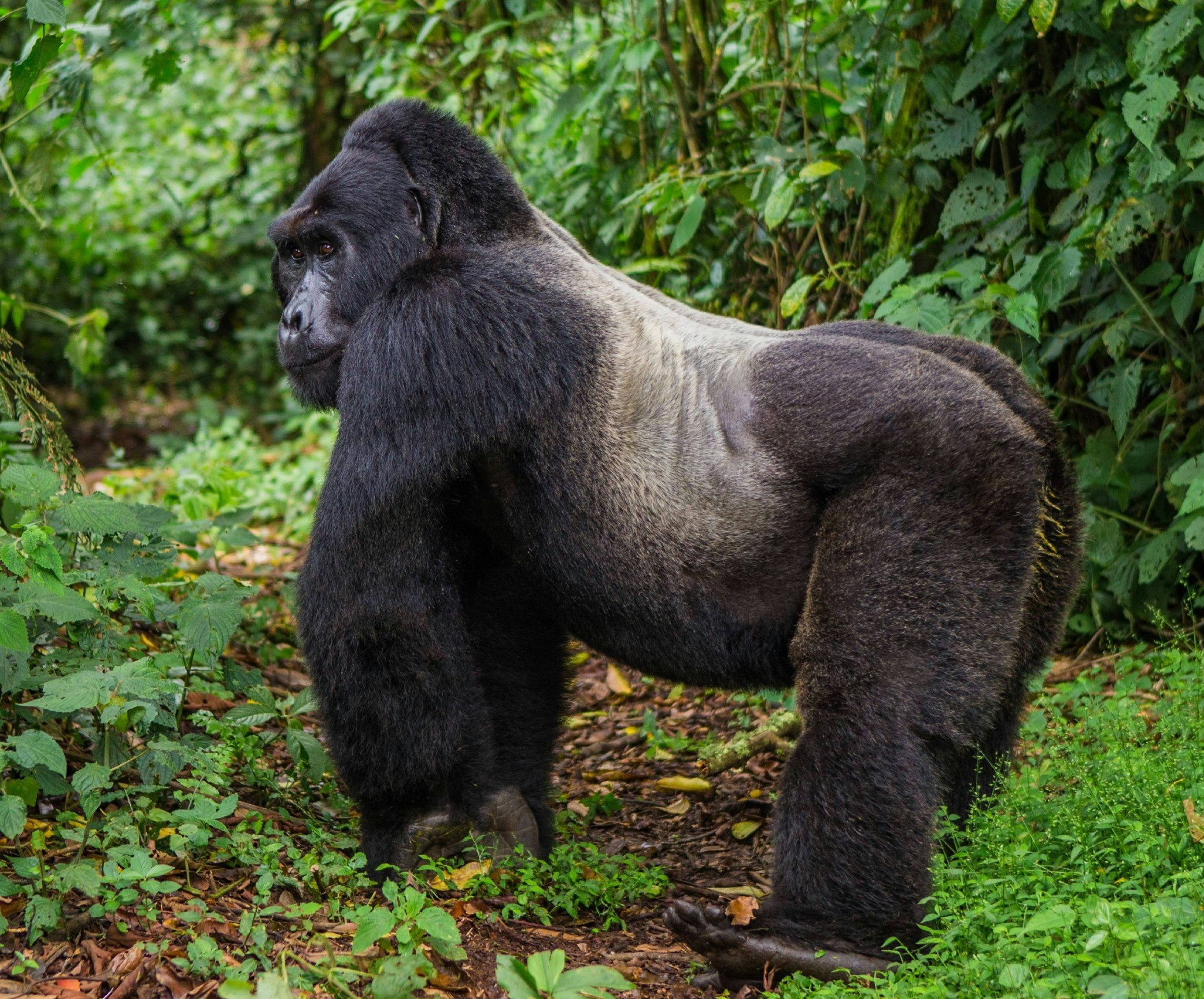 Dominant male mountain gorilla in Bwindi Impenetrable Forest National Park