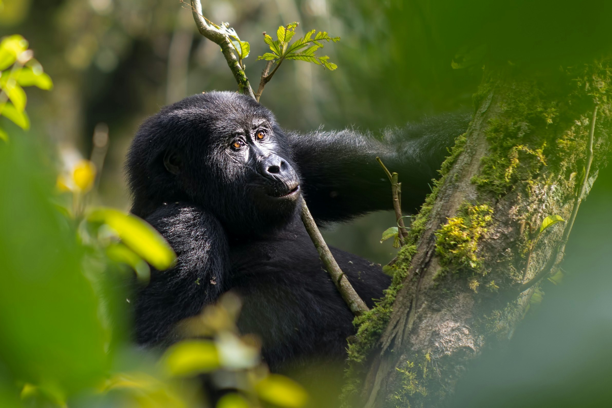 Nshongi mountain gorilla in foliage in Uganda.