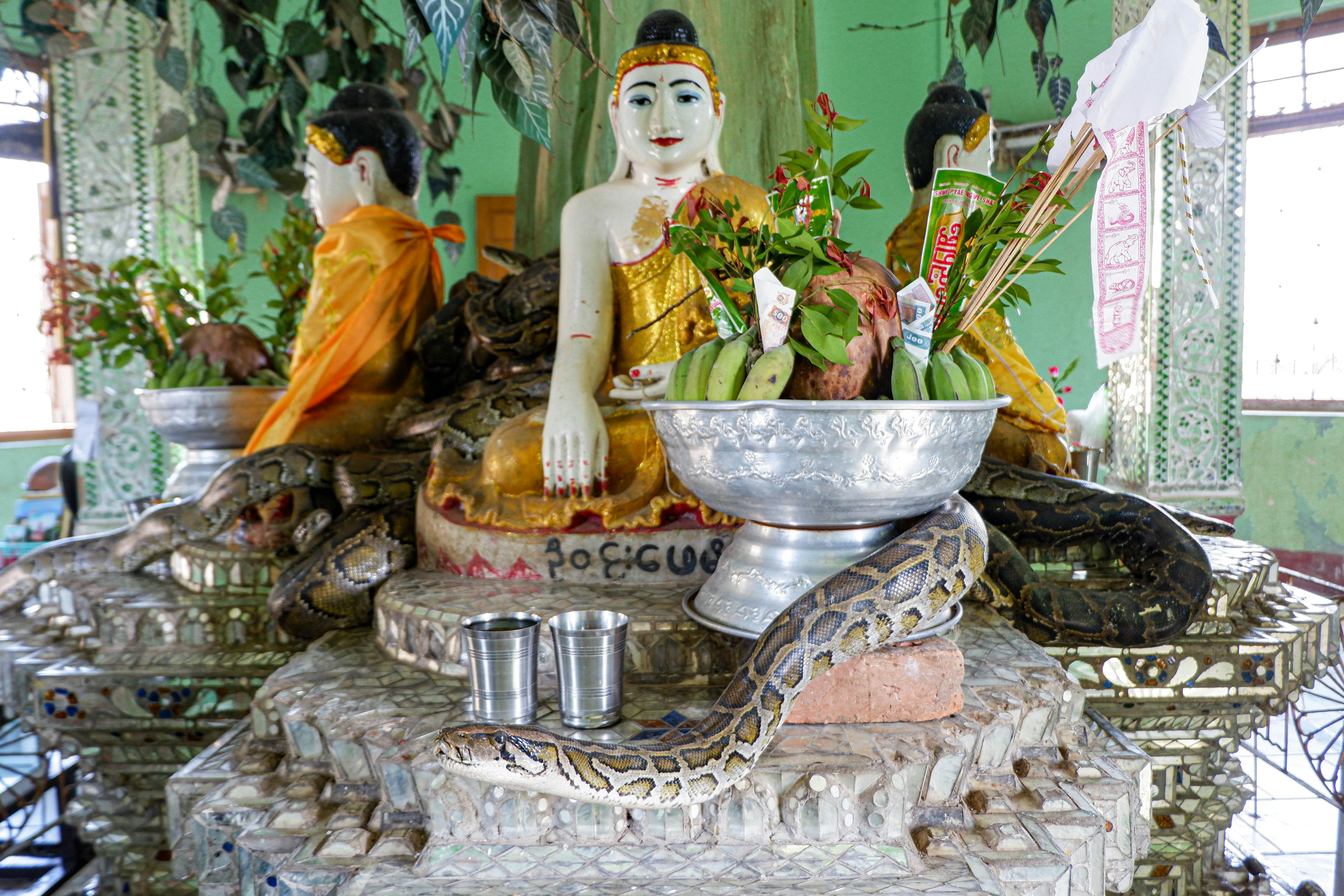The interior of Baung Daw Gyoke temple in Myanmar. The centre of the temple has a stand adorned with religious iconography, around which several large snakes are wound. One unfurls towards the camera.