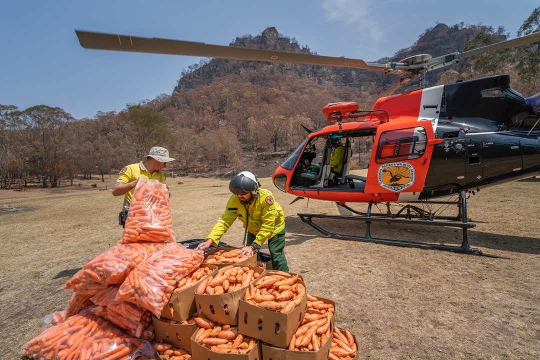 People sorting carrots beisde a helicopter