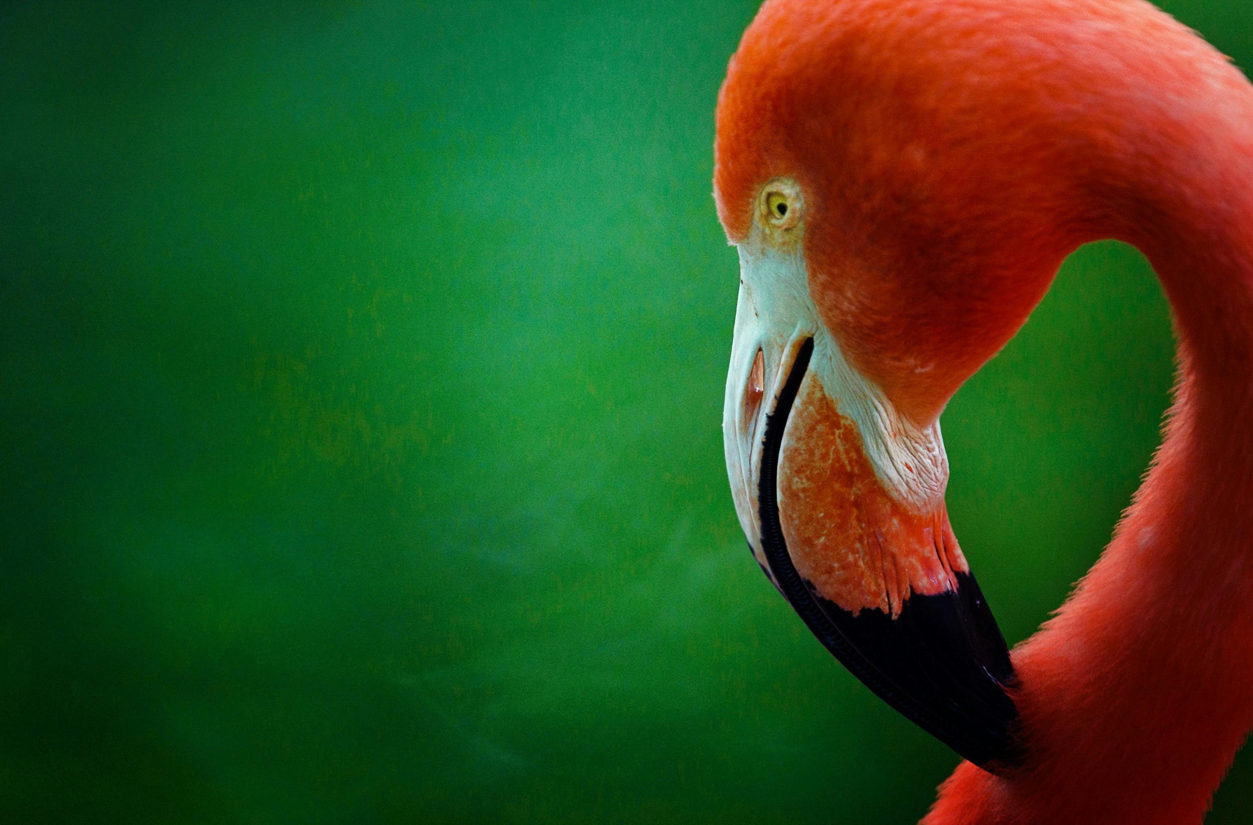 A bright pink flamingo's head stands out on a brilliant green background