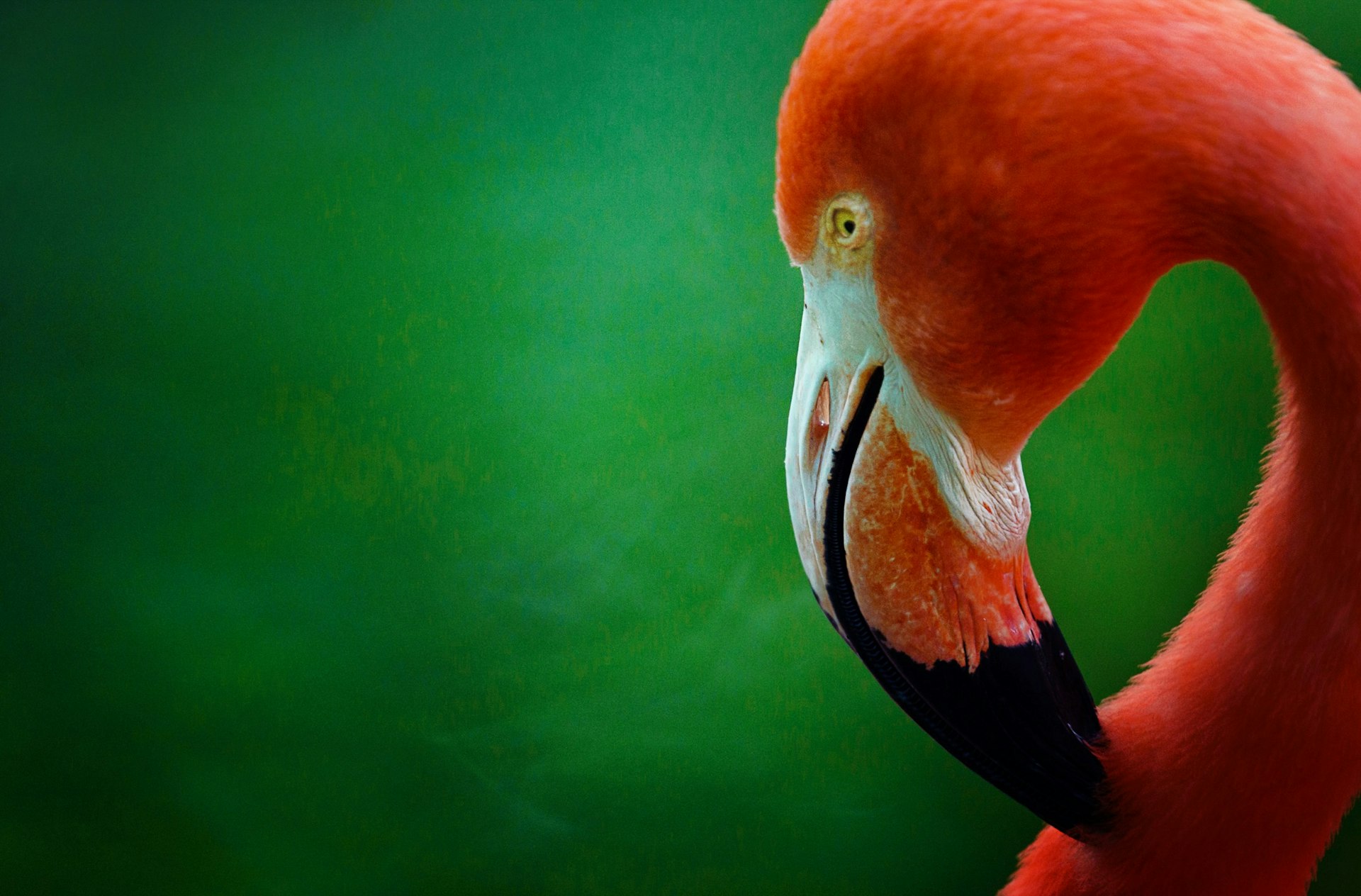 En ljust rosa flamingos huvud sticker ut på en lysande grön bakgrund