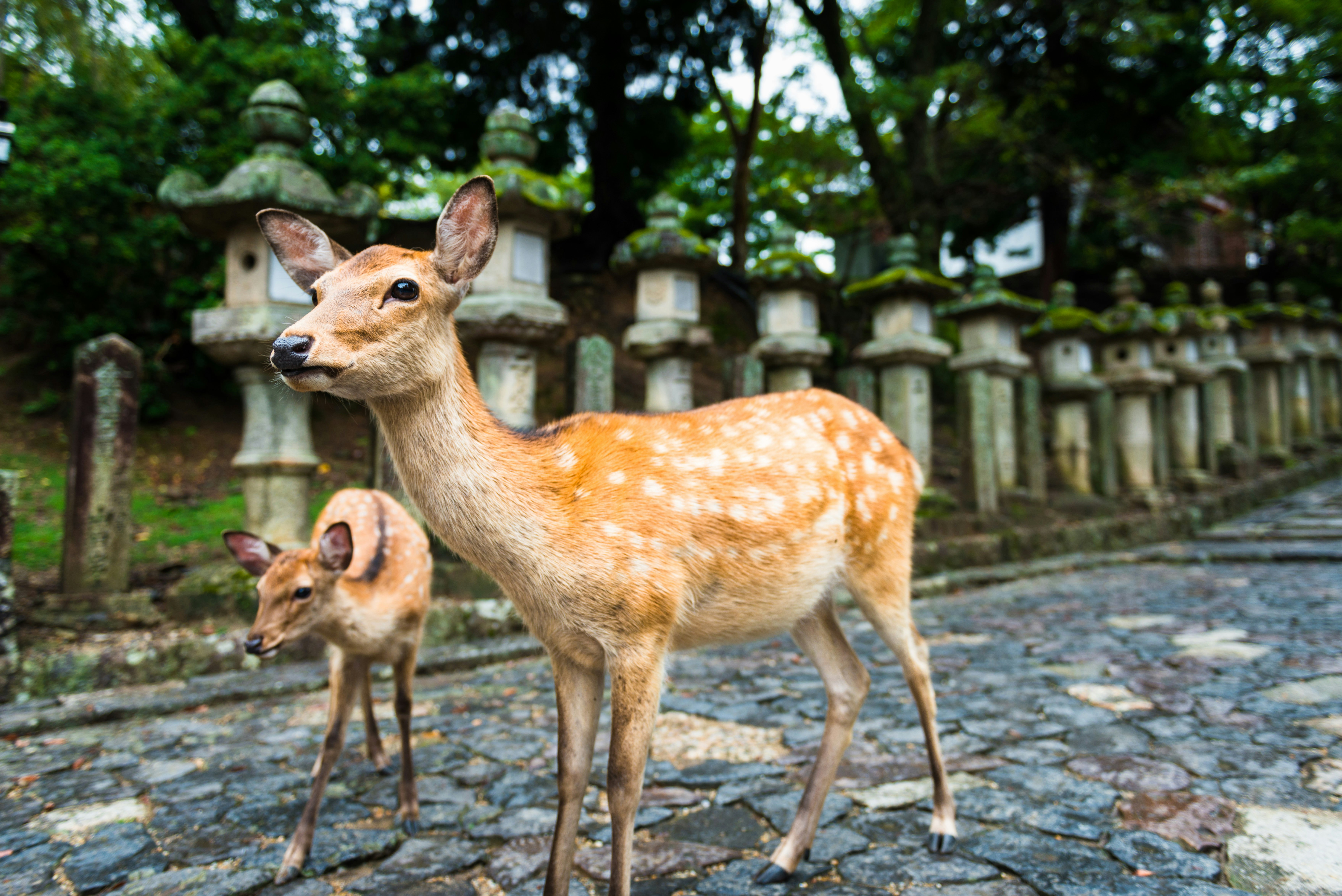 Deer standing in front of stone lanterns at the Kasuga-taisha shrine.