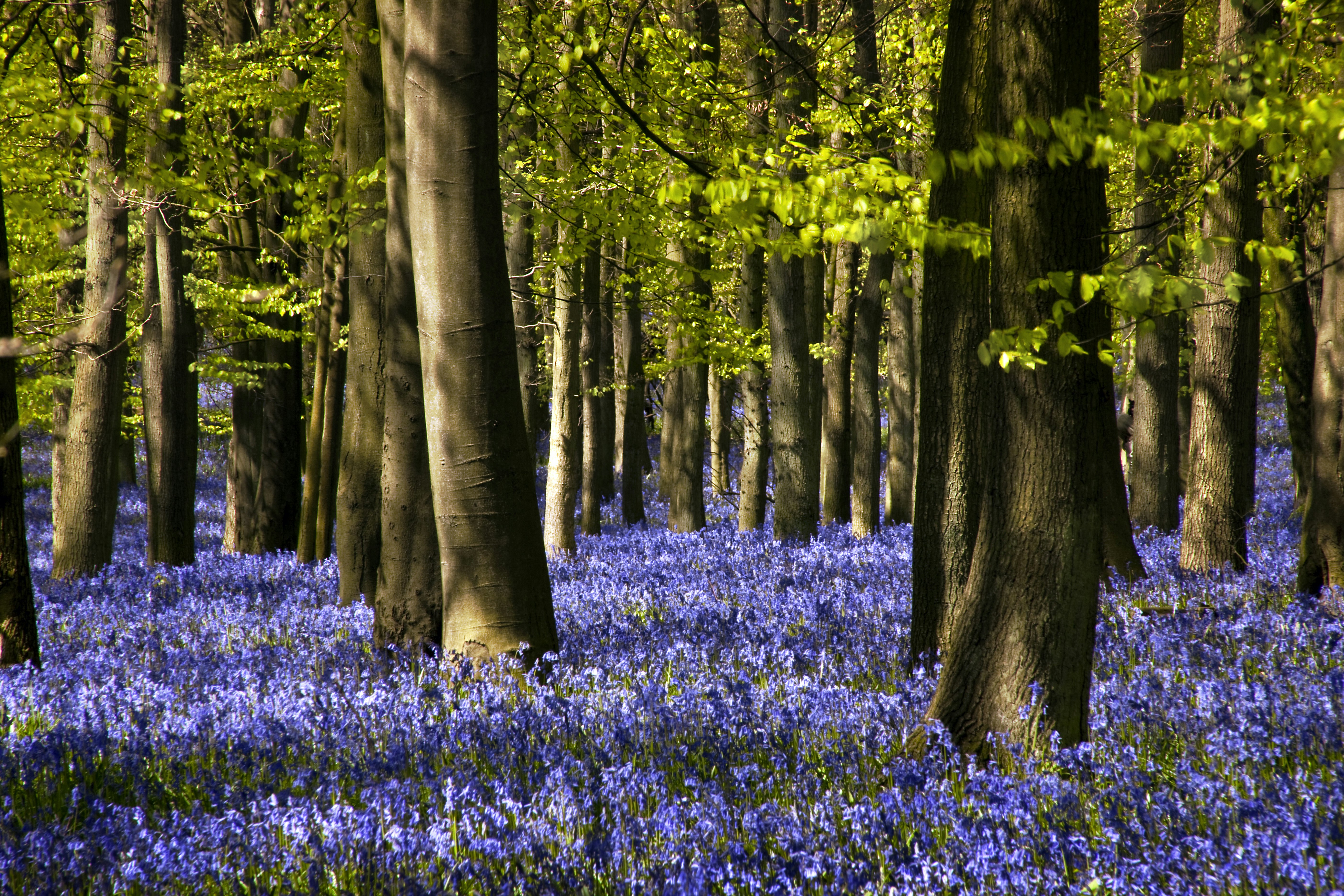 Bluebells bloom in Ashridge Estate 