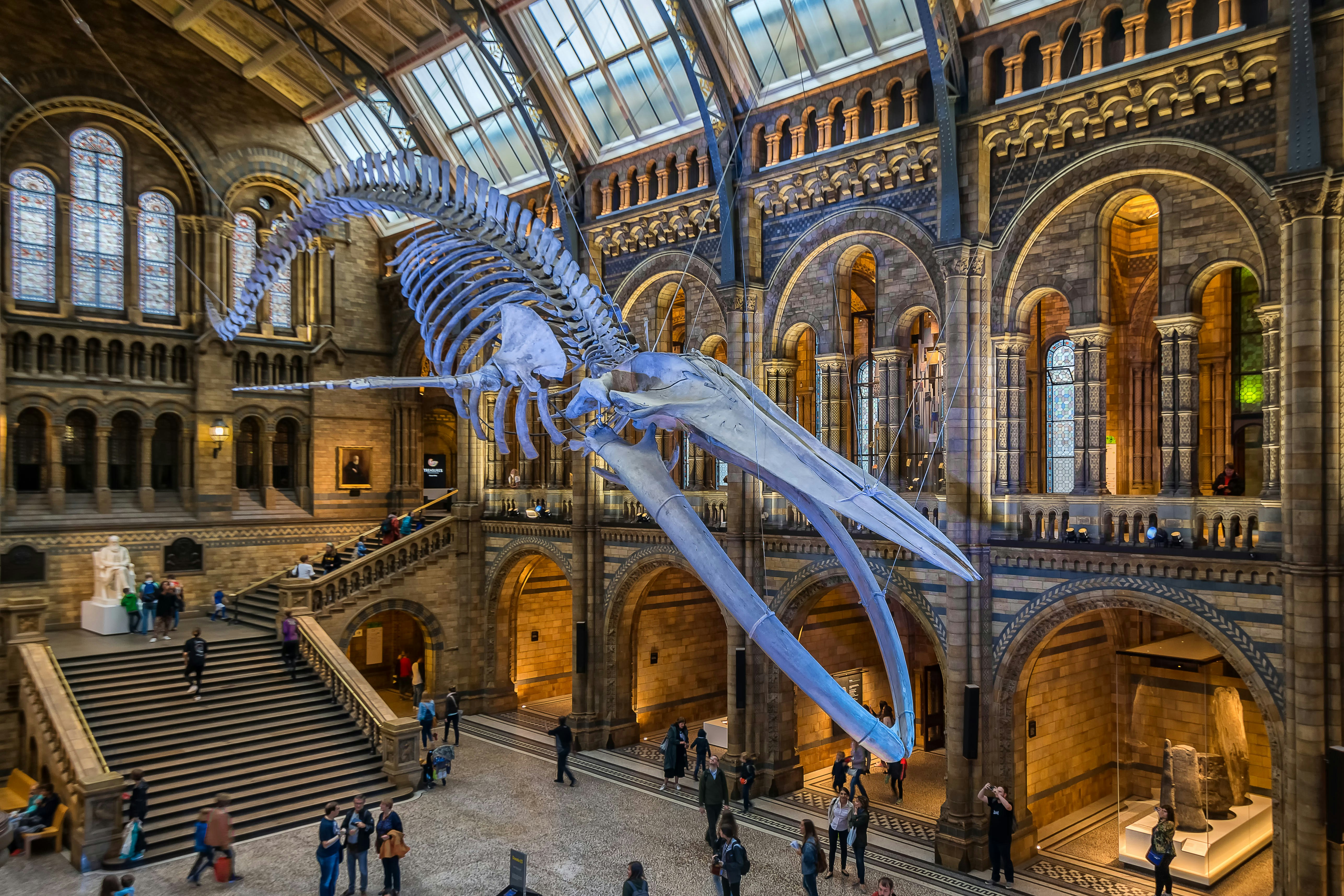 Blue whale skeleton in the main hall of the Natural History Museum of London.