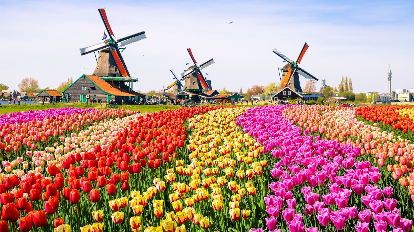 Landscape with tulips, traditional dutch windmills and houses near the canal in Zaanse Schans, Netherlands, Europe. 