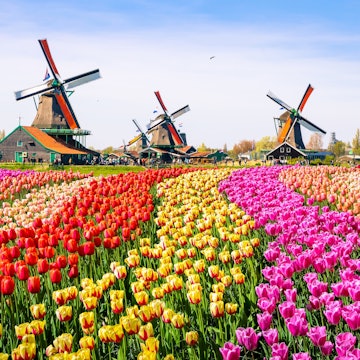 Landscape with tulips, traditional dutch windmills and houses near the canal in Zaanse Schans, Netherlands, Europe.