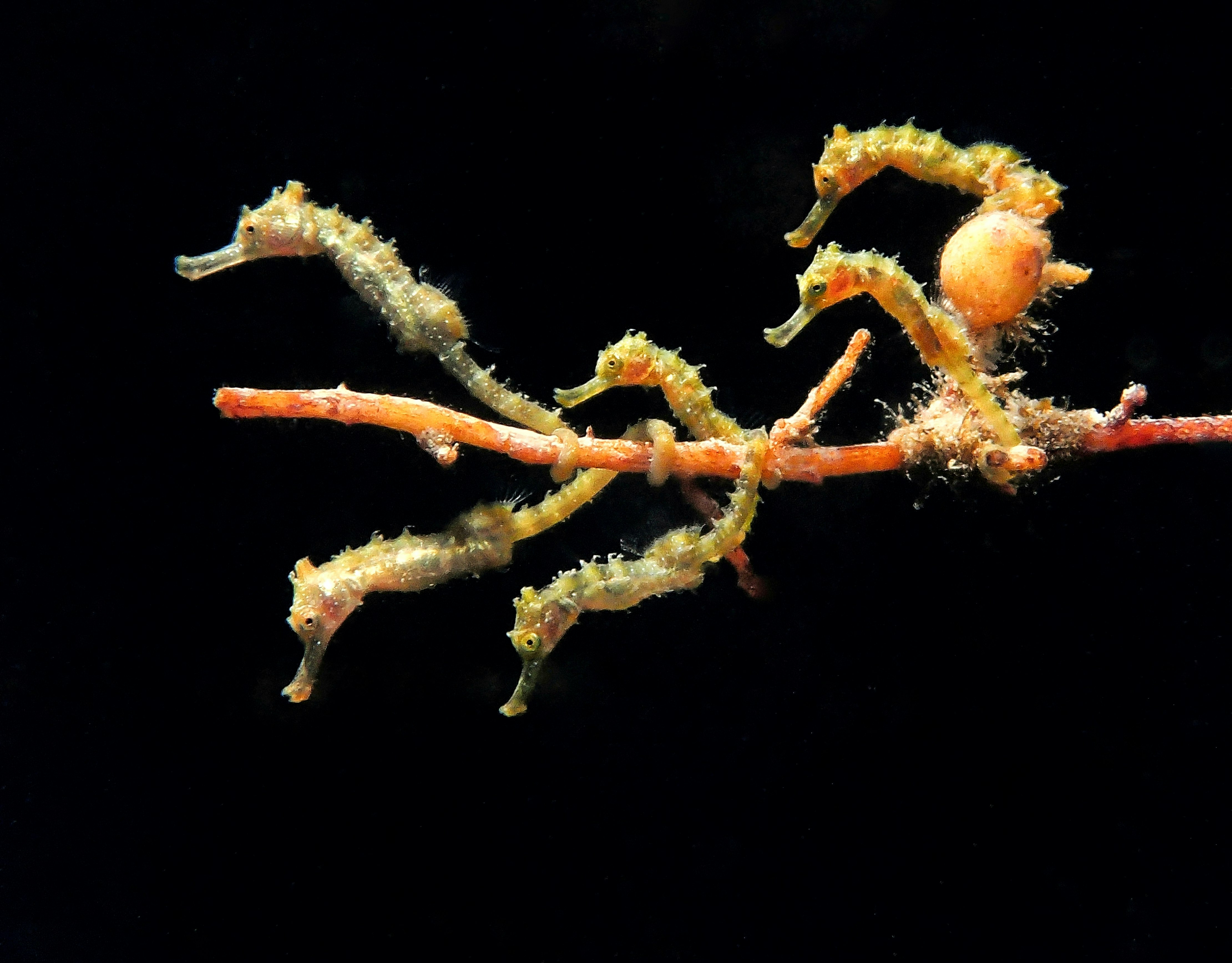 Six juvenile seahorses