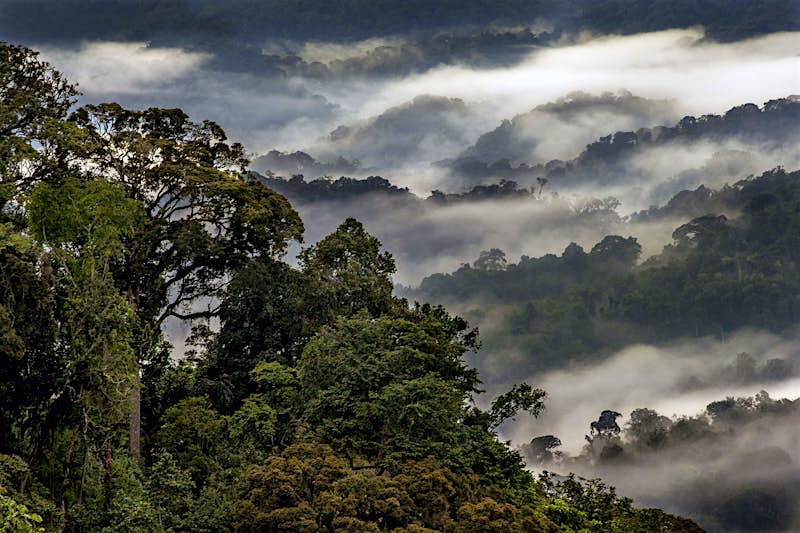 The bottom left-hand side of the image is dominated by lush rainforest, while the top right of the image is filled by mist covered forest in the distance.