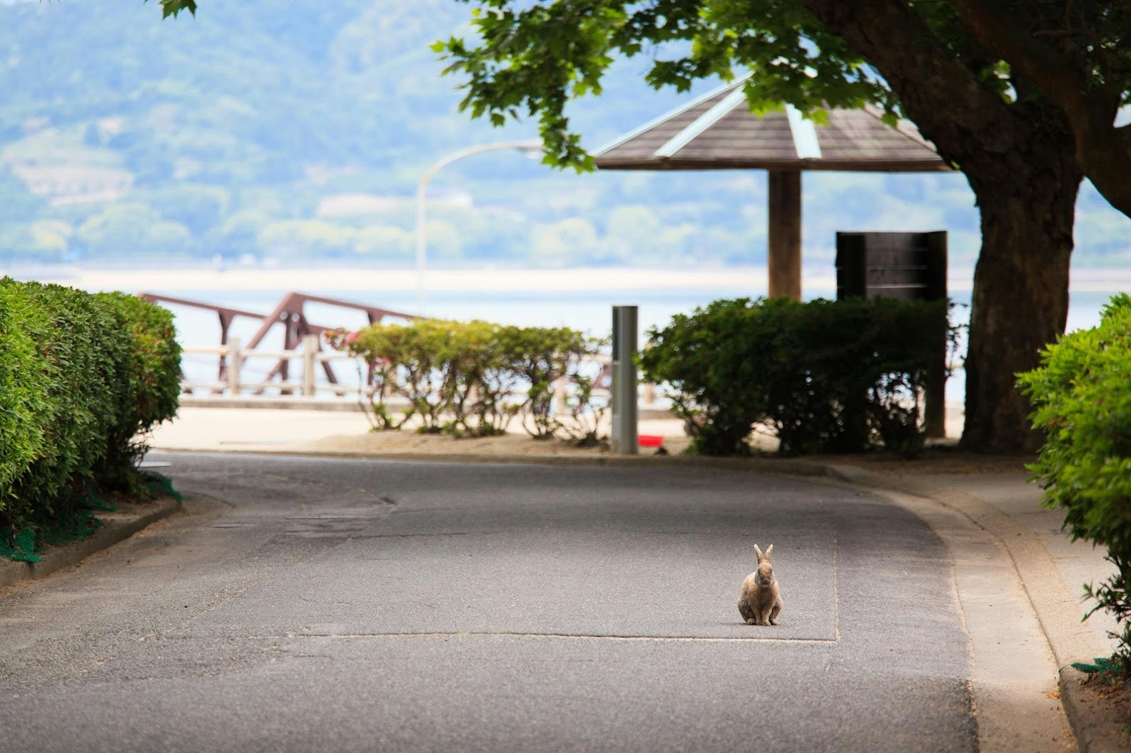A rabbit sits very still on the island of Ōkunoshima in a curving road that leads to a dock by the shore and a small umbrella-like shelter made of wood and a small roof with asphalt shingles