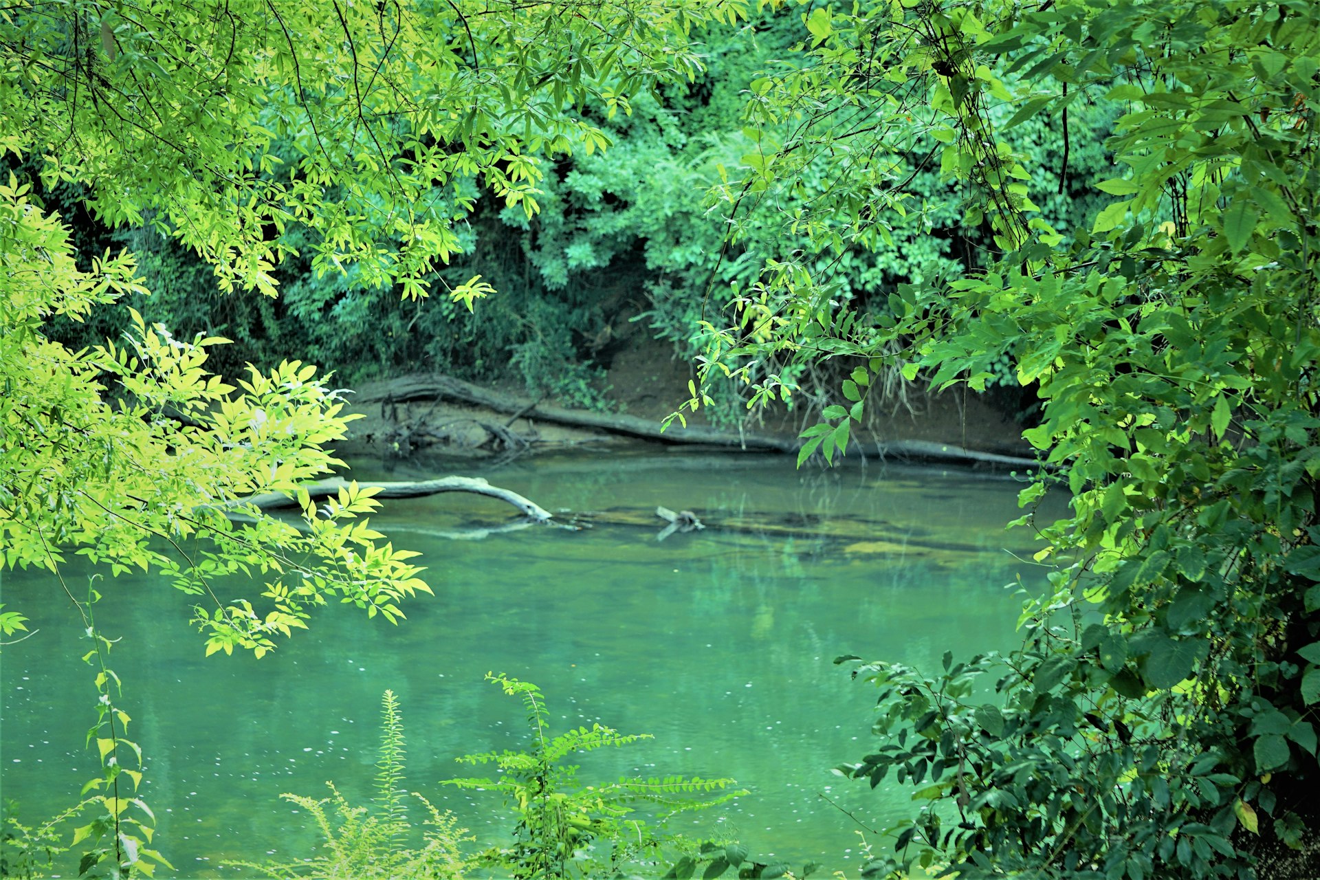 The brilliant turquoise waters of the Oconee River in Milledgeville, Georgia can be glimpsed through equally brilliant foliage in shades of jade and electric green near Milledgeville Georgia