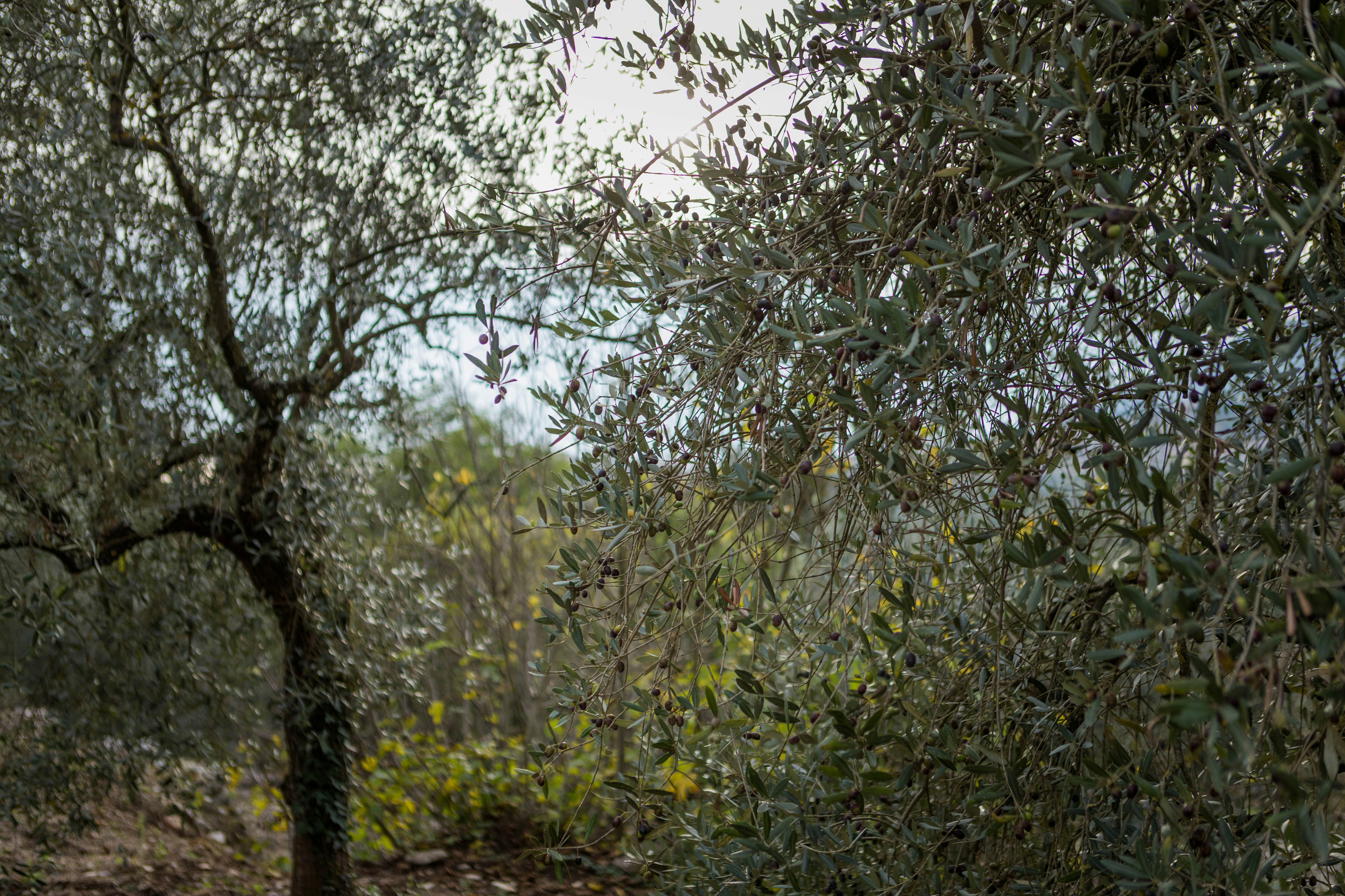 En olivlund i Pico, Italien är tät med gröna löv, svarta stammar och grenar, och poppar av ljusgrönt nyväxt, allt präglat av de små, mörka oliverna själva