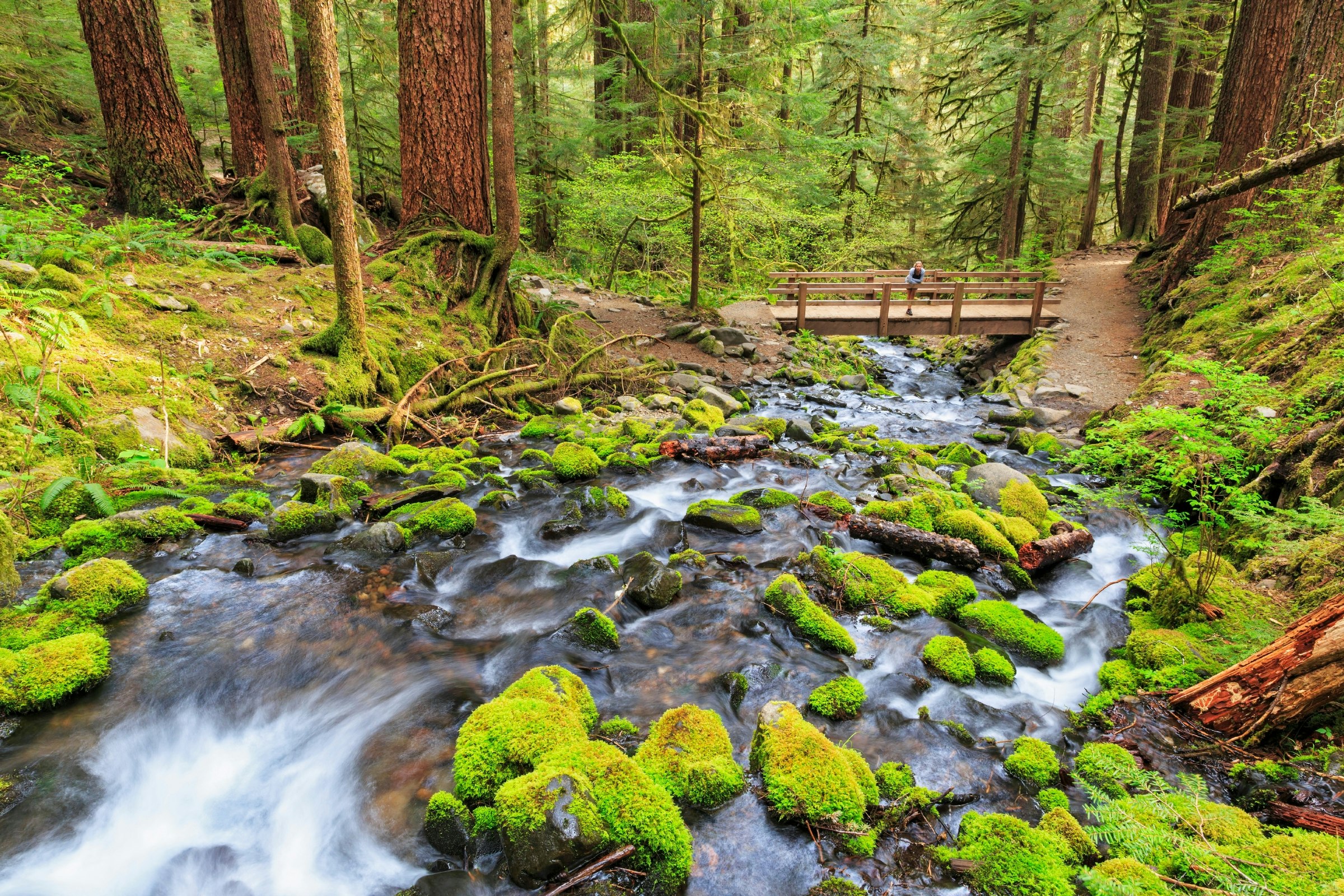 Sol Duc river, cascade and wooden bridge, Olympic National Park, Washington 