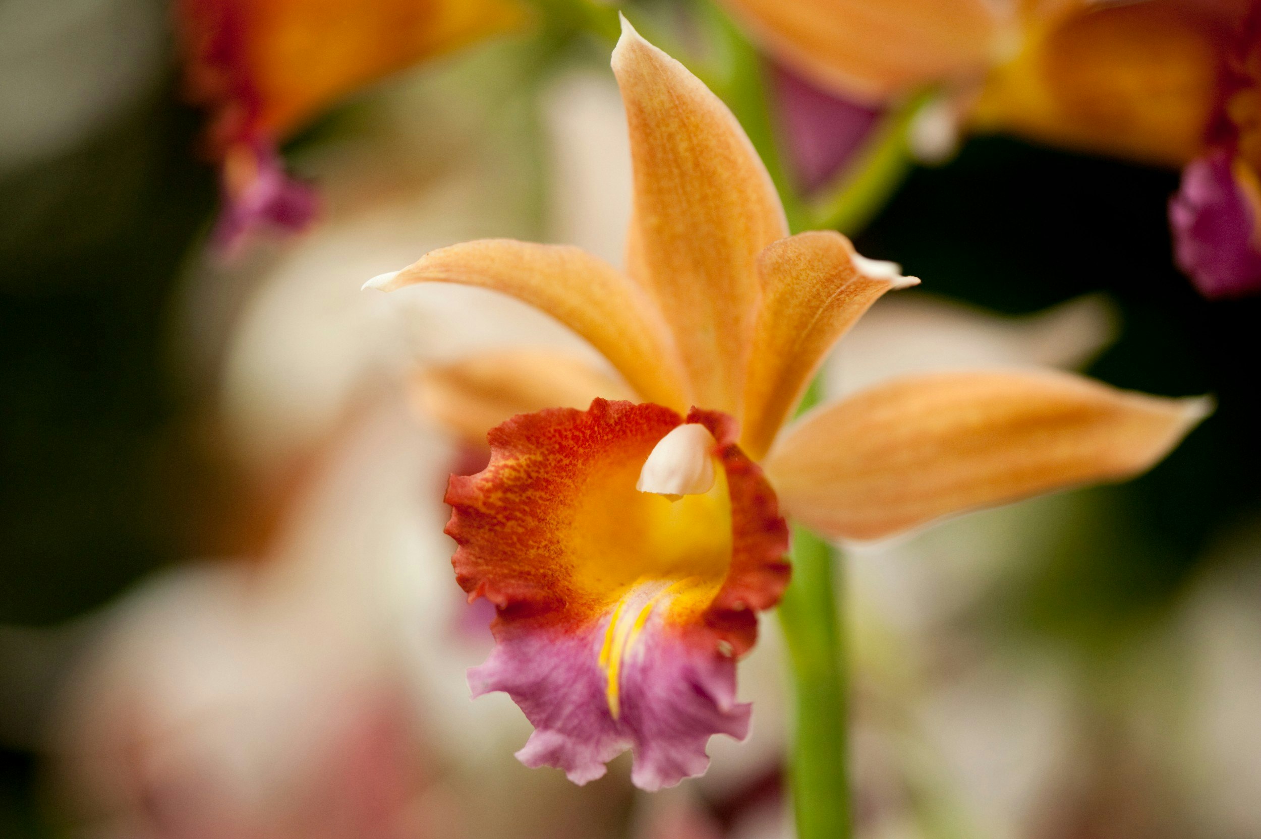 A close-up of a phaius orchid