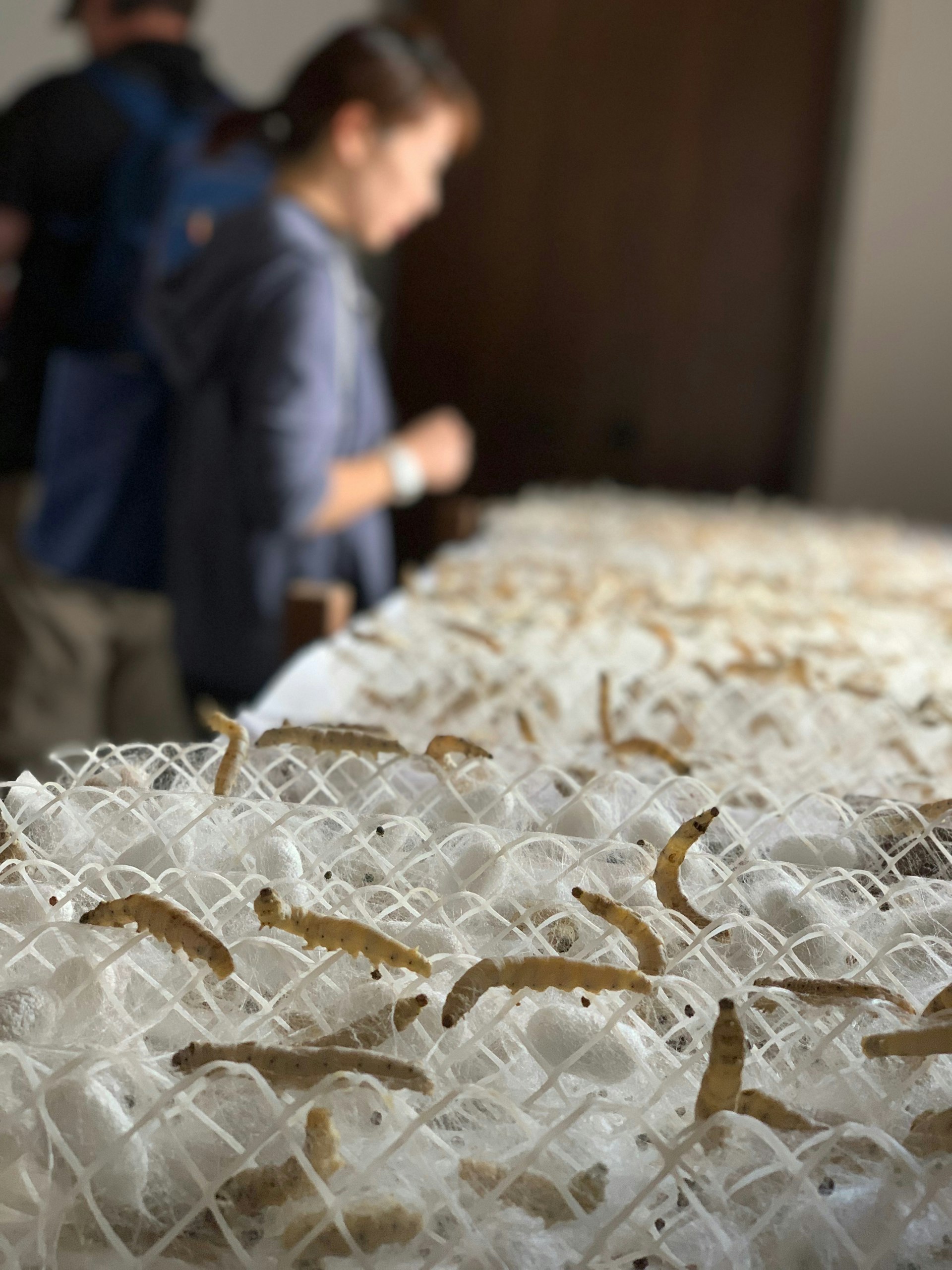 A close-up shot of silkworms on a pile of silk in a factory in Suzhou. In the background, a blurred figure is visible.