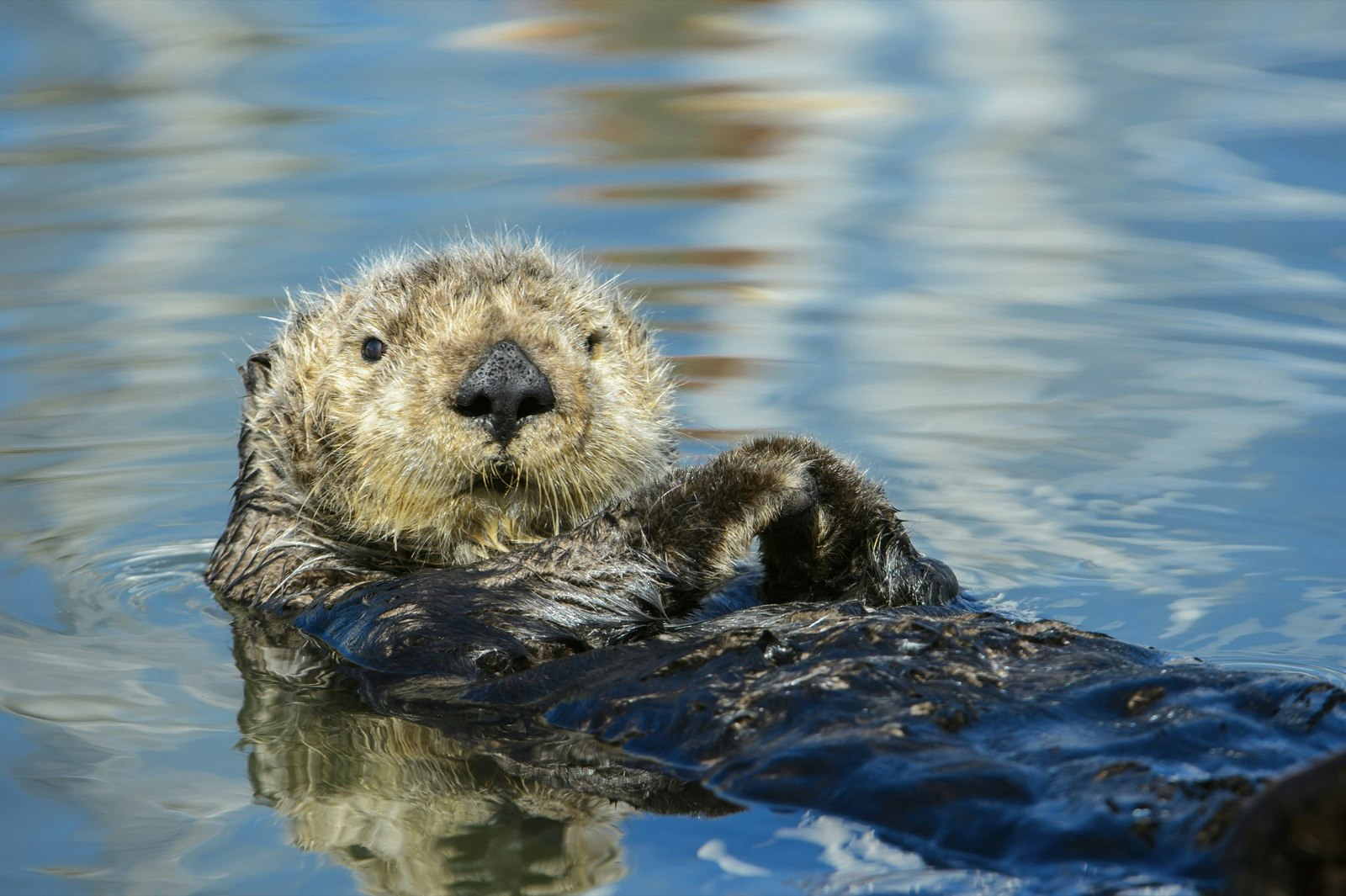 Wild Sea Otter Resting in Calm Ocean Water