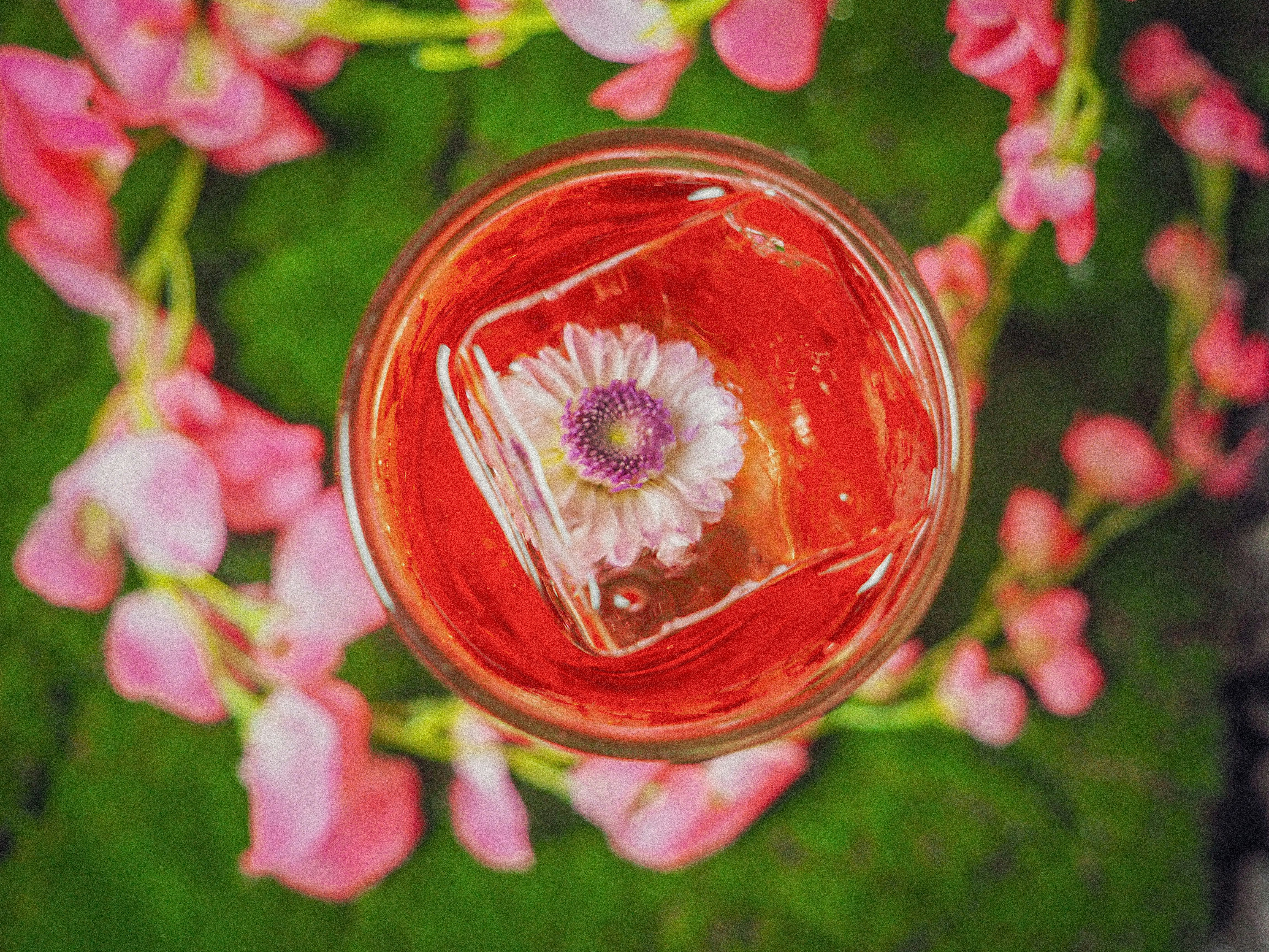 A pretty pink cocktail with a flower-embedded ice cube, with a flowering vine underneath