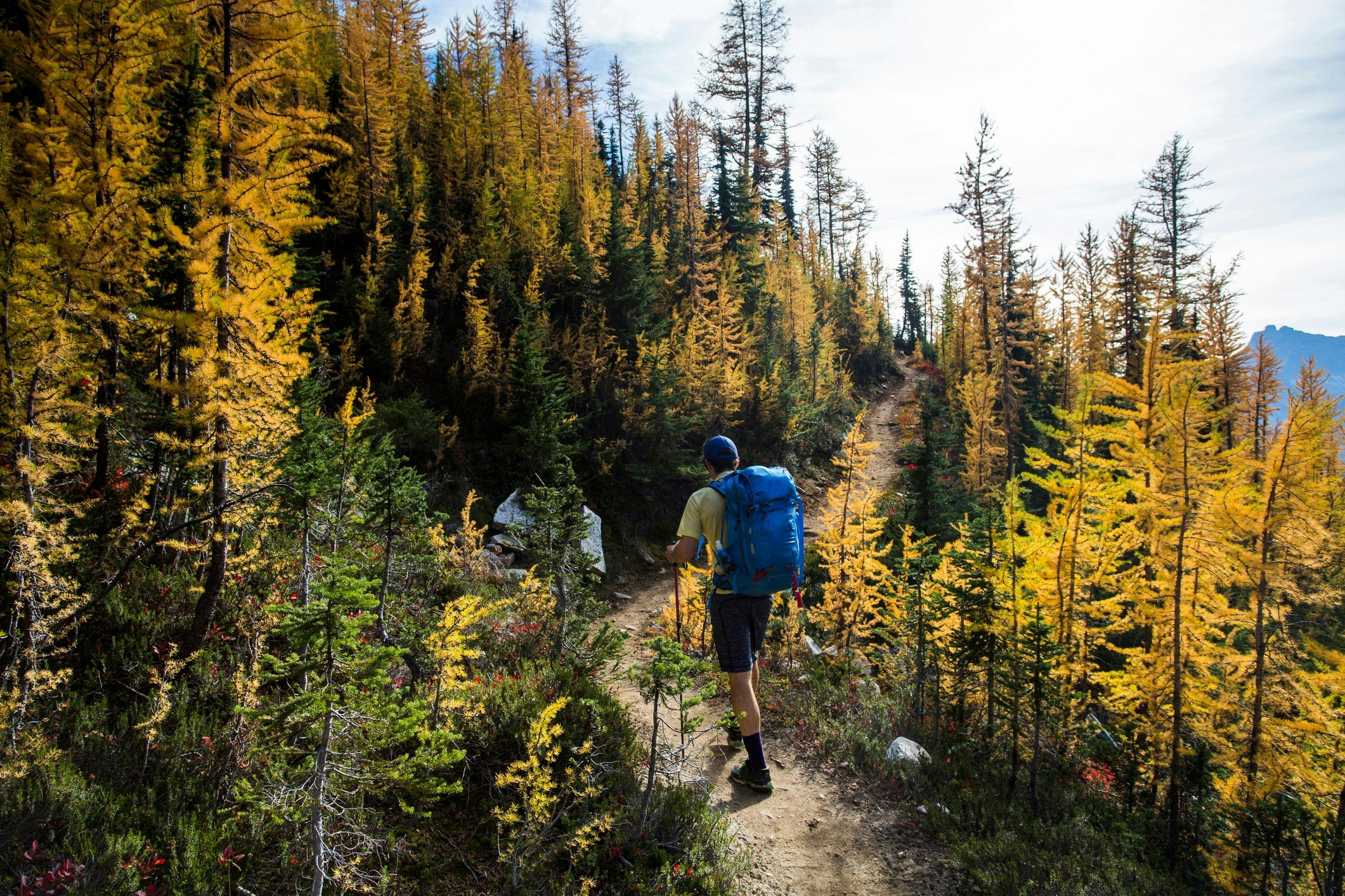 A young man hikes through colourful larch trees in the Pasayten Wilderness on the Pacific Crest Trail (PCT) in Washington. 