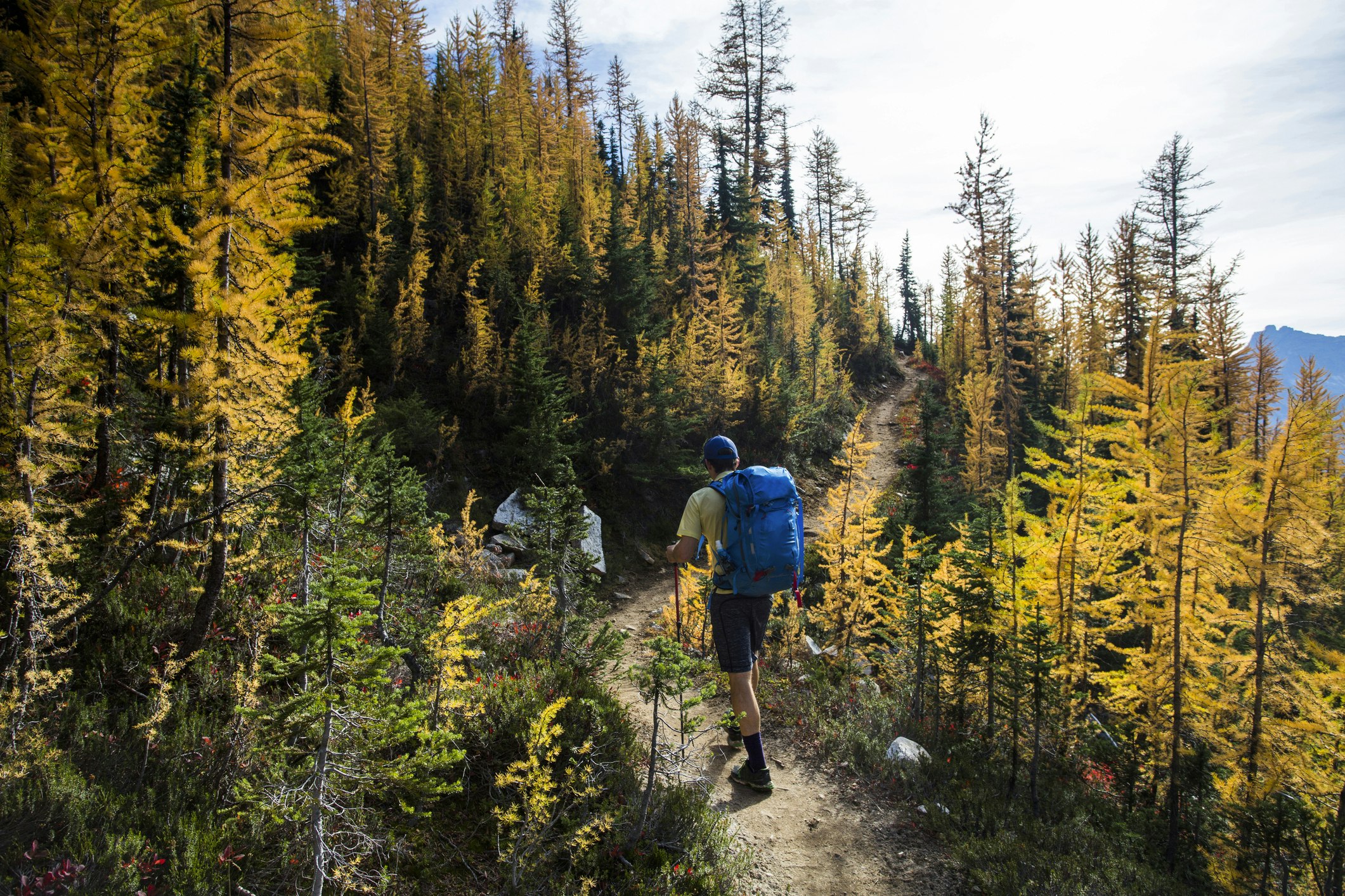A young man hikes through the colorful larch trees in the Pasayten Wilderness on the Pacific Crest Trail (PCT) in Washington