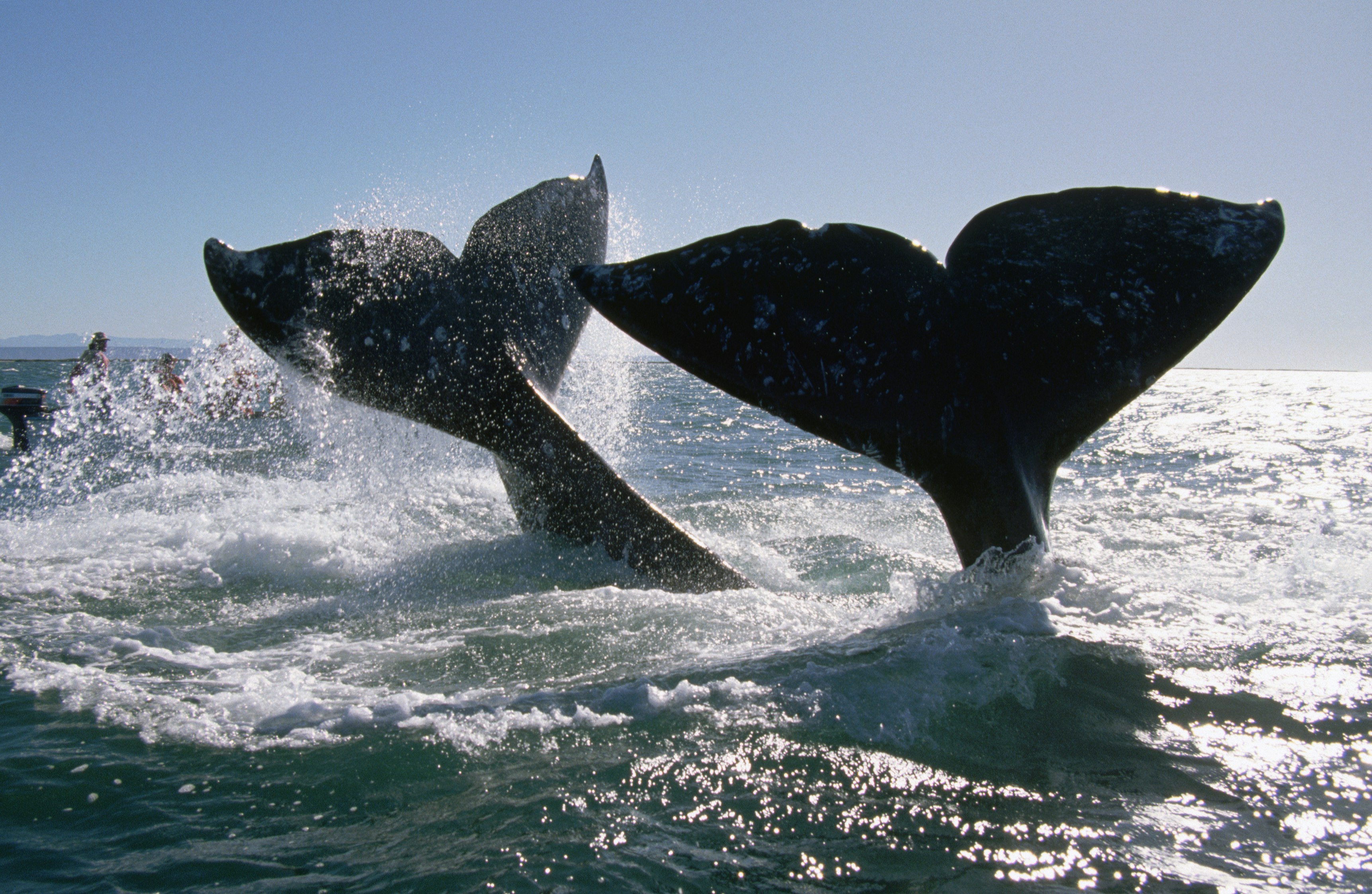 The flukes of mating gray whales splash near a boatload of tourists in Baja California, Mexico.