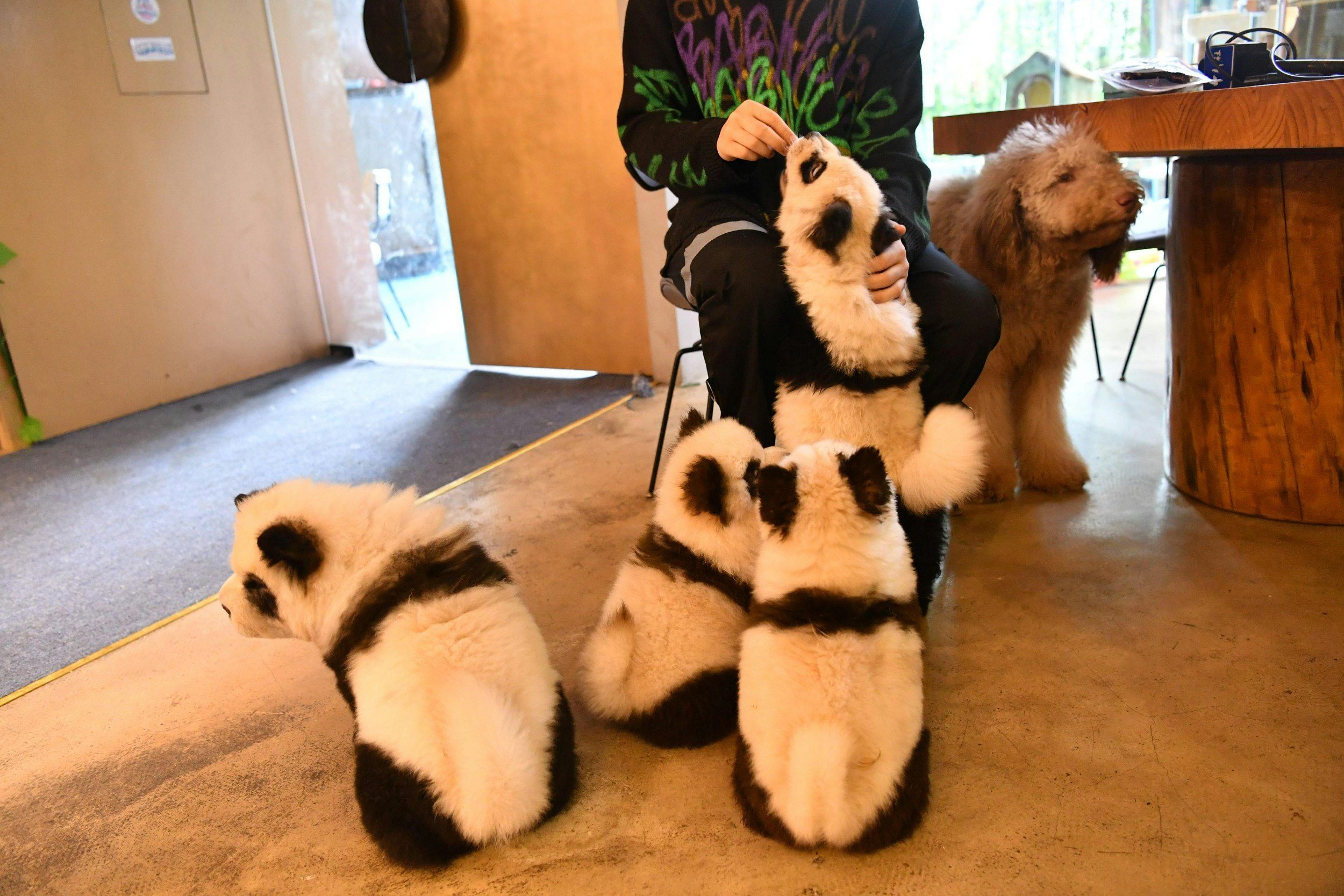 Chow chow dogs painted as giant pandas are seen at a pet cafe