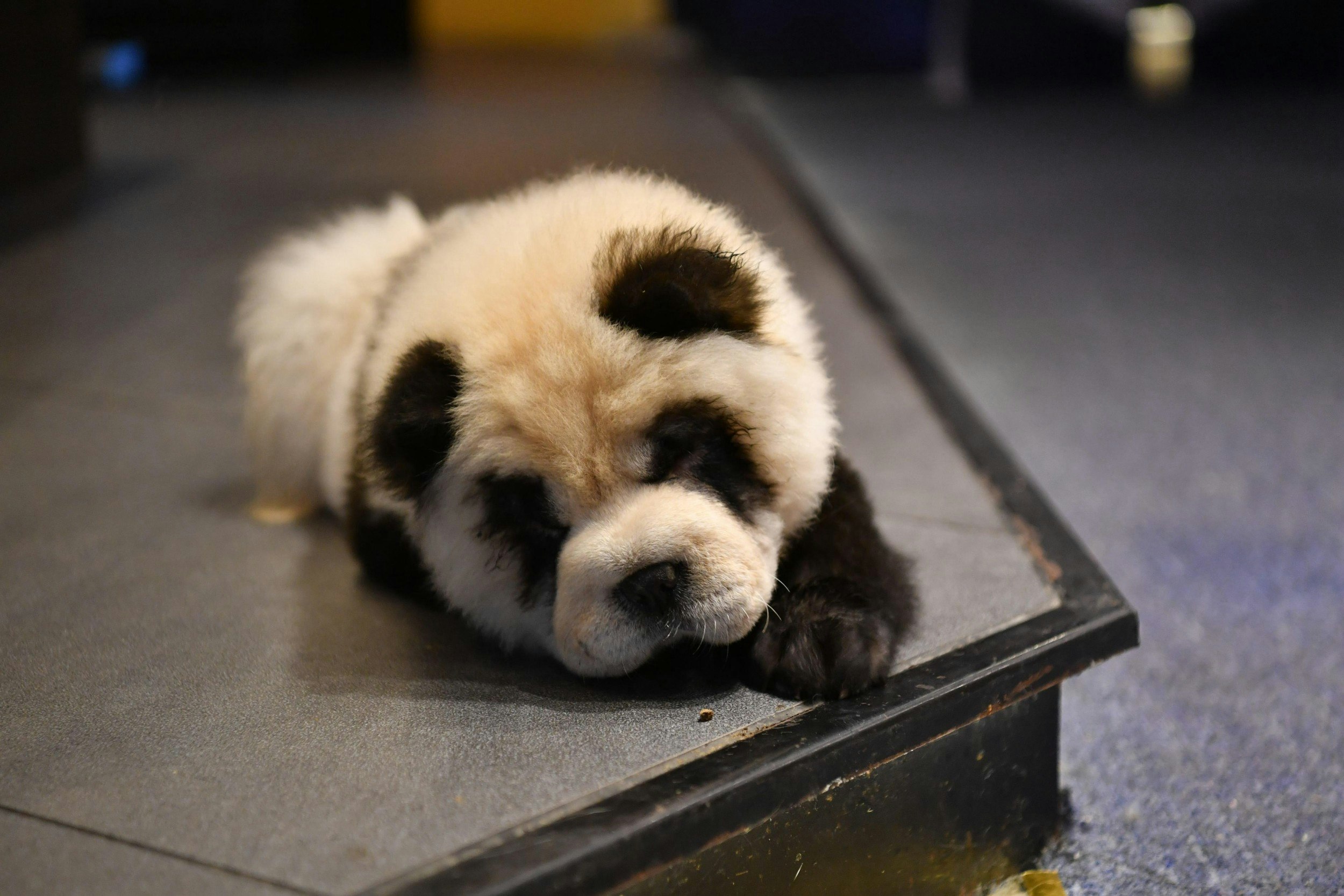 A chow chow dog painted as a giant panda as seen at a pet cafe in China