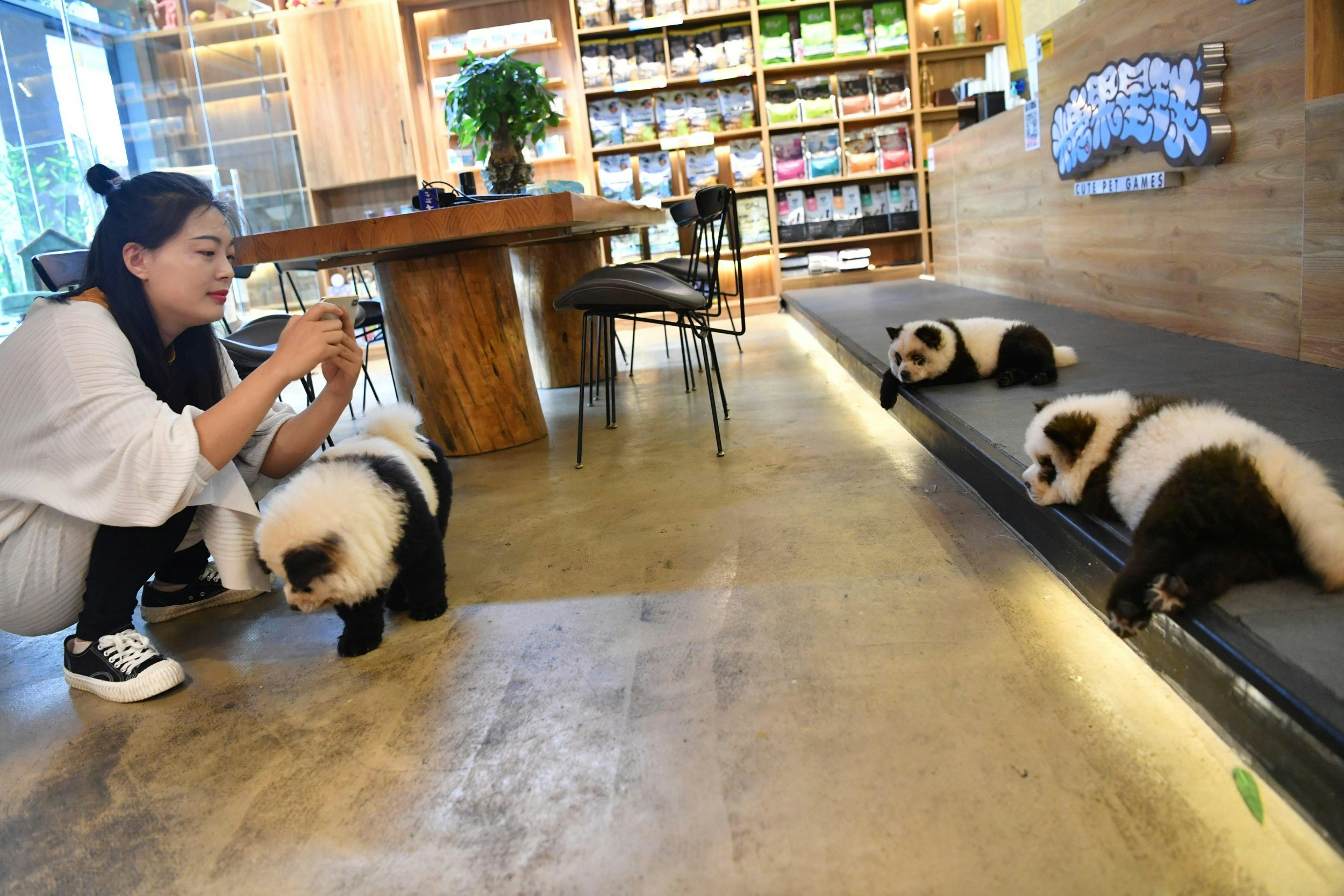 Chow chow dogs painted as giant panda are seen at a pet cafe