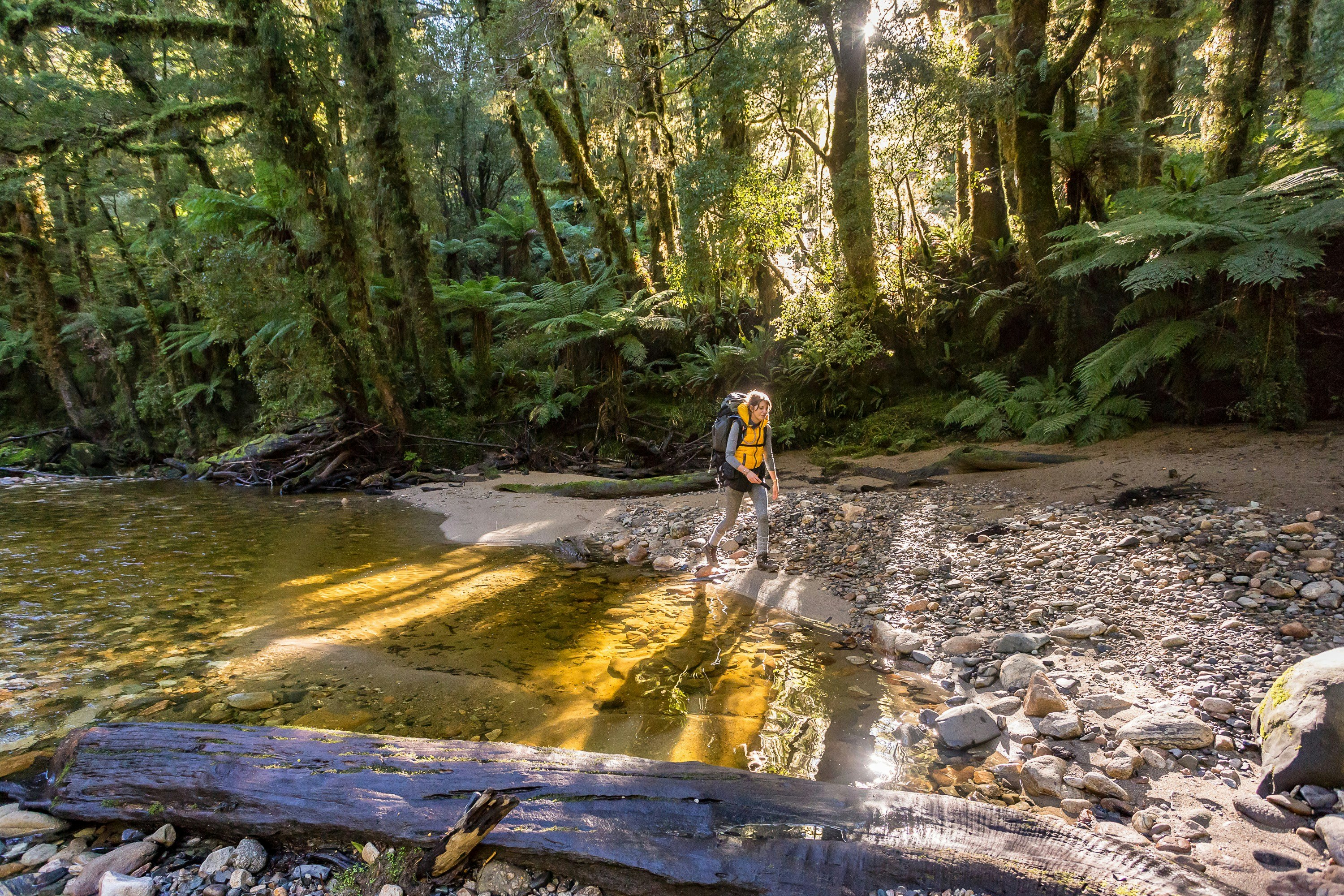 A walker on the Paparoa Track in New Zealand