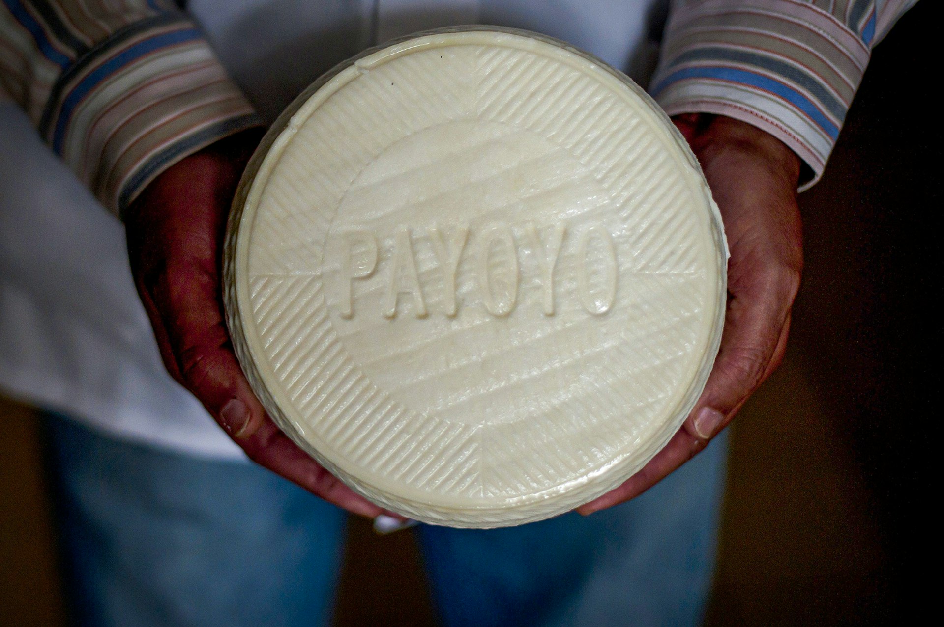 A person holds a wheel of cheese stamped with "Payayo." Cádiz, Spain.