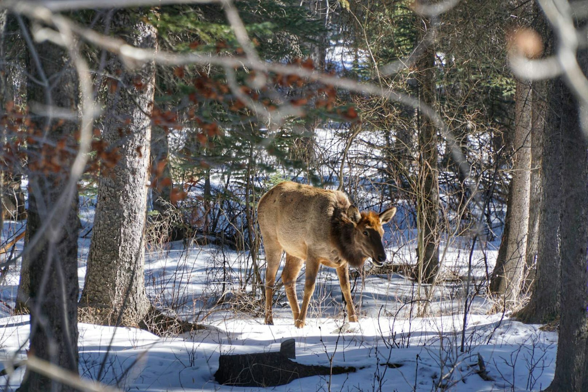 An elk stands on the snow amidst trees; its head is slightly lowered, as if cautious.