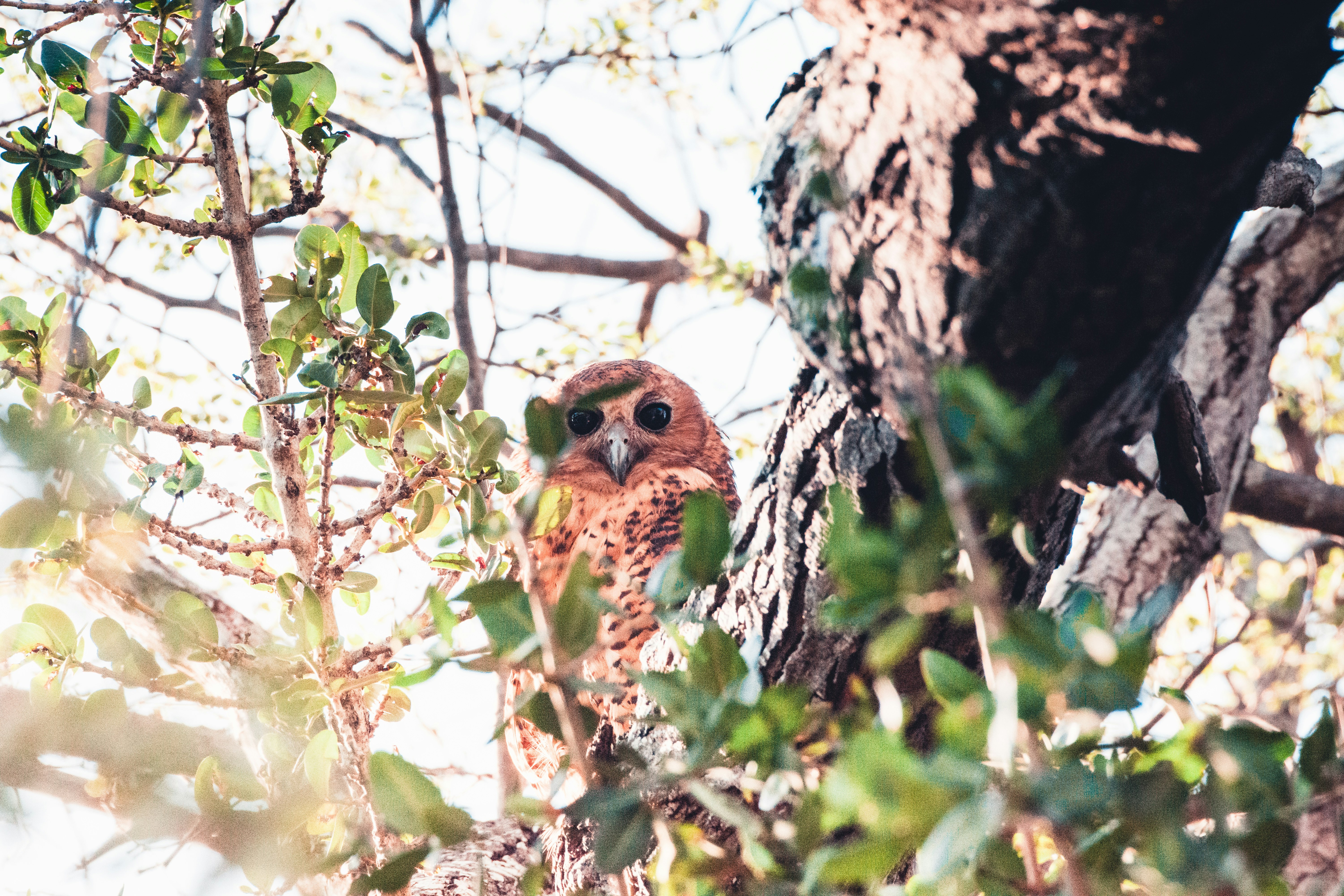 A rare Pels Fishing Owl peers out from a tree in Botswana