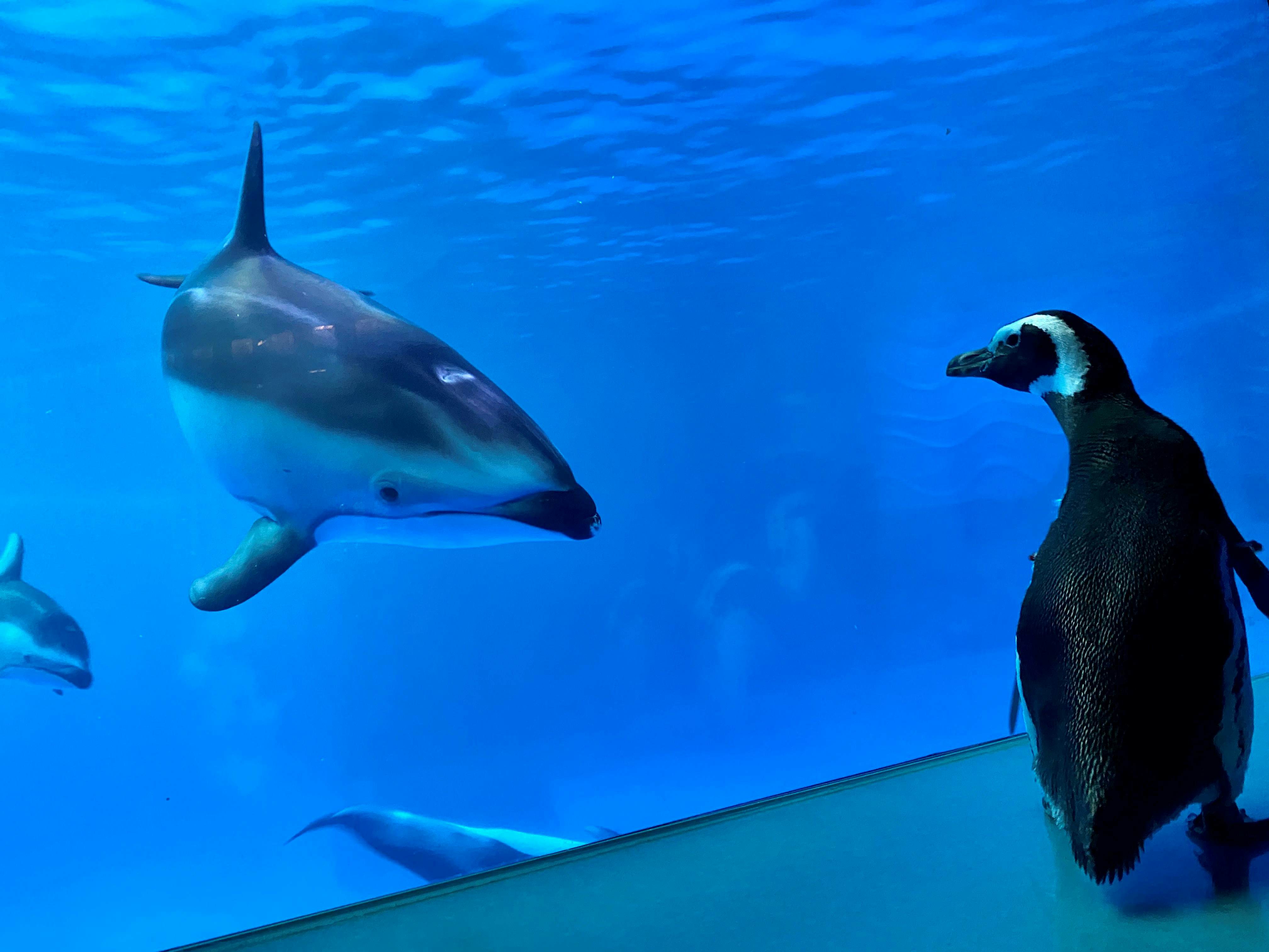 New England Aquarium News and Updates: Aquarium researches dolphin