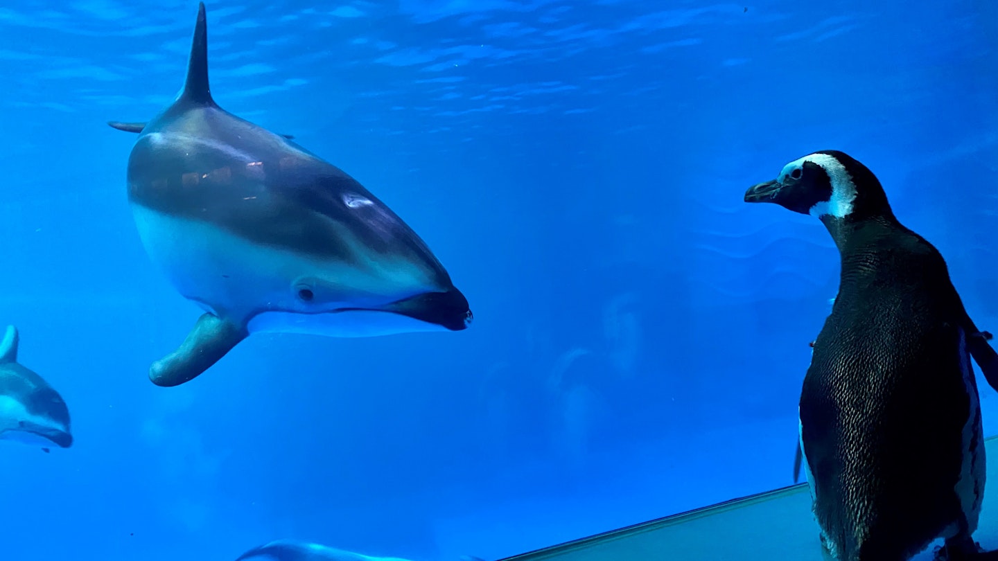 Monte the Magellanic penguin checks in on the aquarium's dolphins