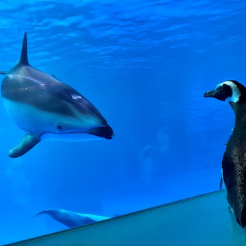 Monte the Magellanic penguin checks in on the aquarium's dolphins