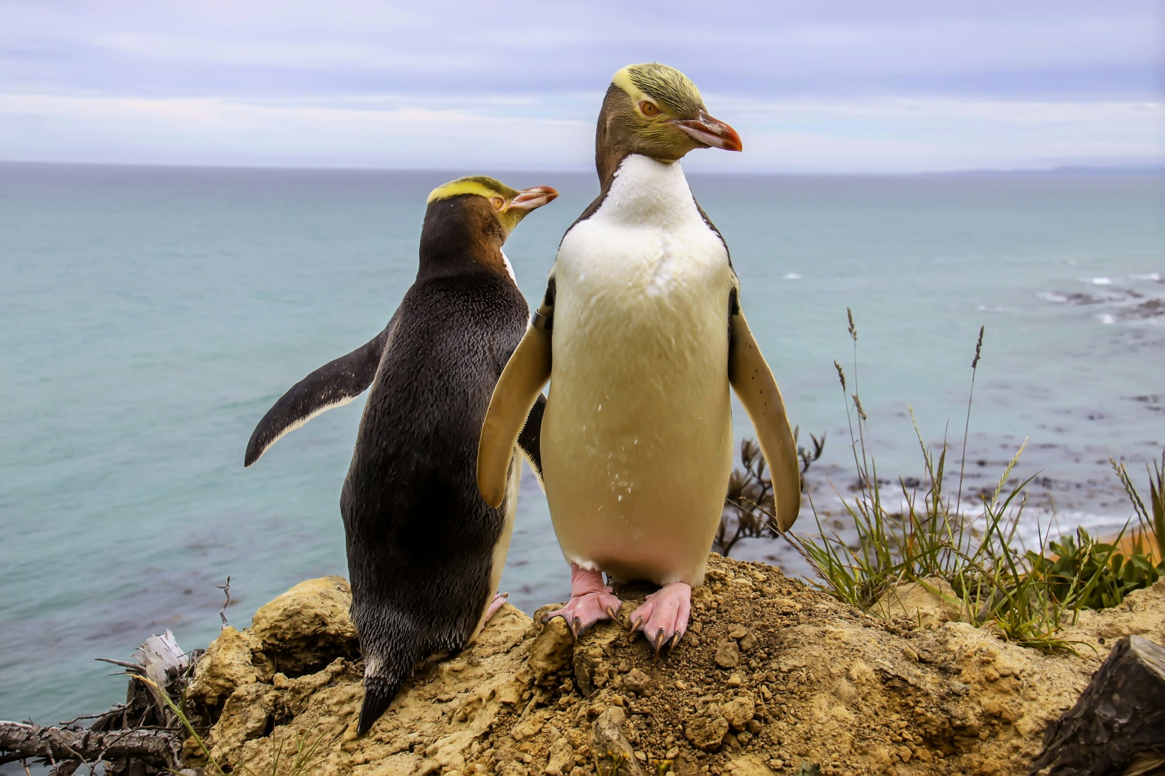 Two penguins, one facing the camera and one looking away, on a cliff overlooking the water on the Otago Peninsula