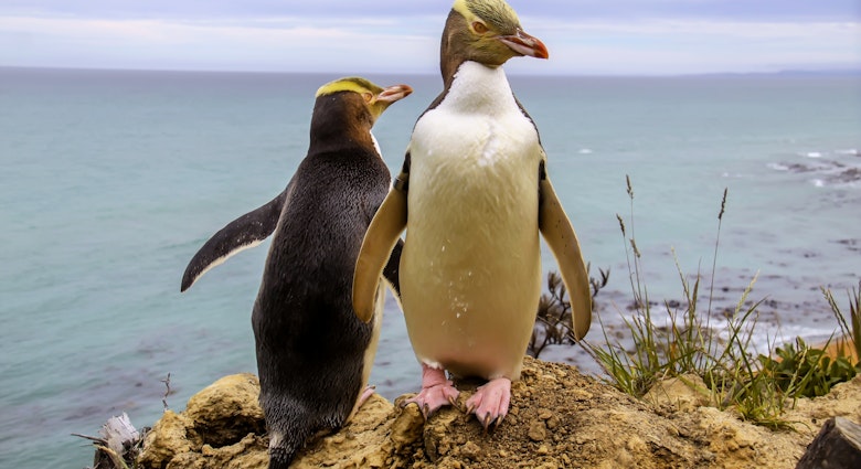 Two penguins, one facing the camera and one looking away, on a cliff overlooking the water on the Otago Peninsula