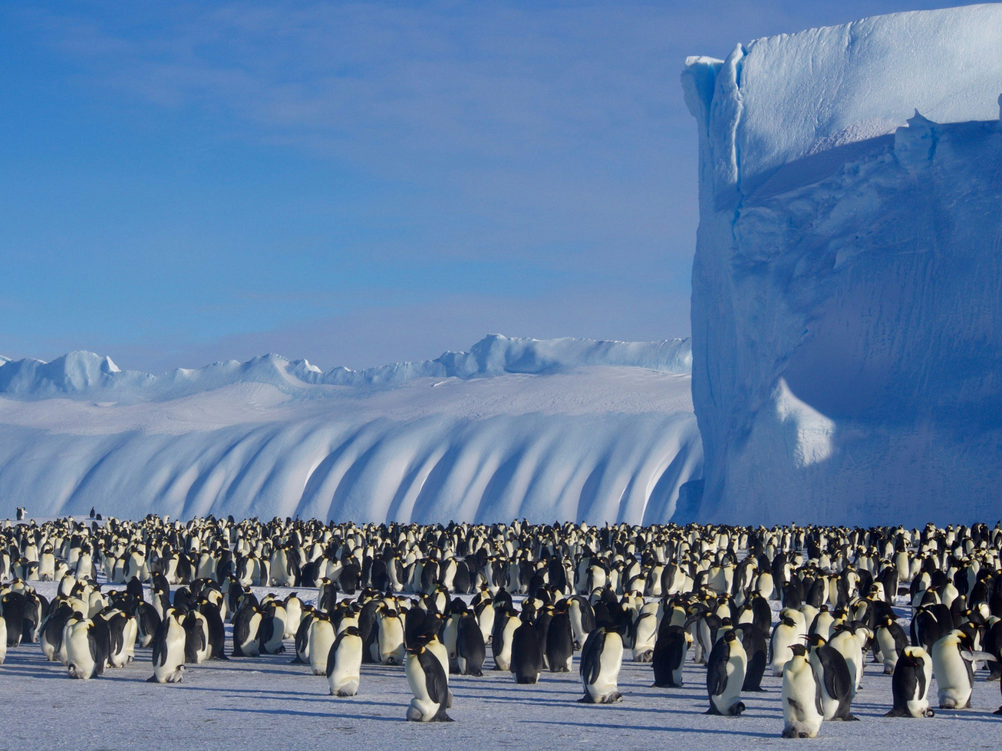 Lots of emperor penguins at Auster Rookery 