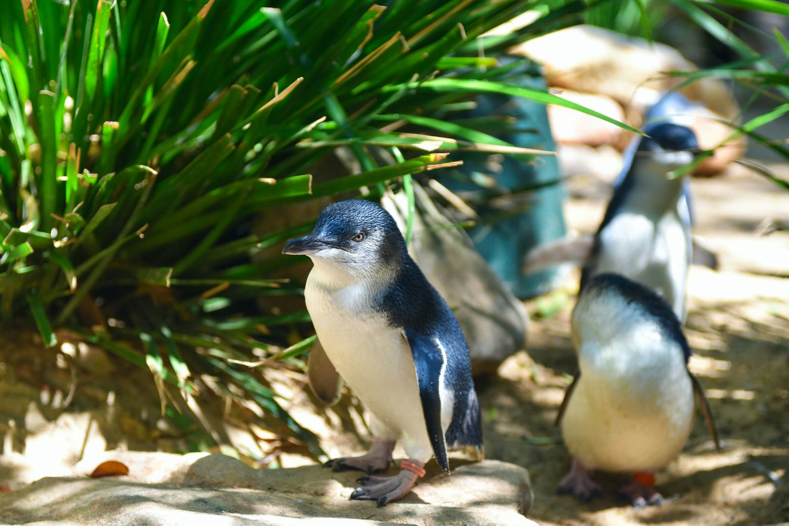 Little blue penguins walking in a herd in Featherdale Wildlife park zoo in Australia