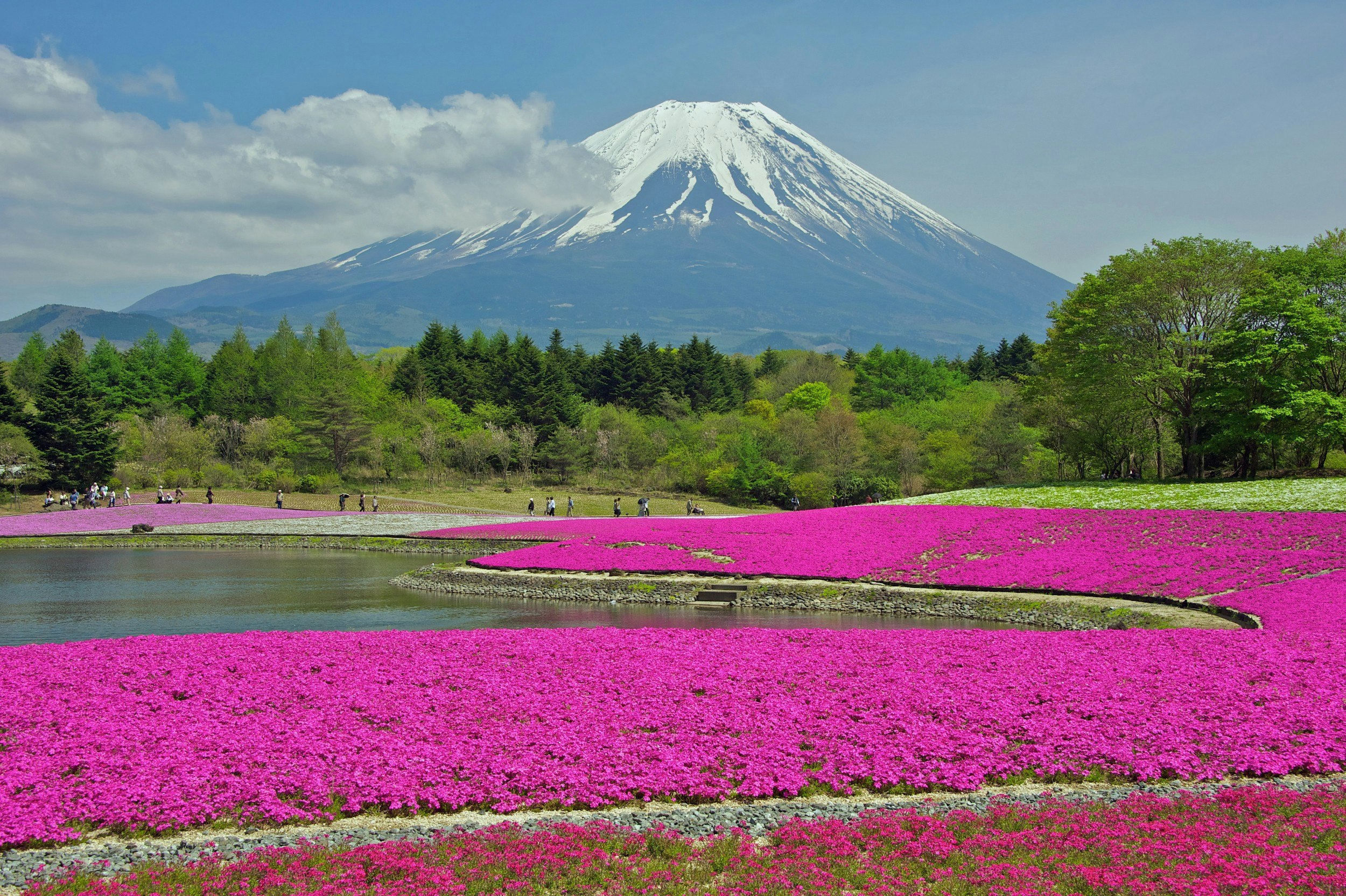Phlox subalata wildflowers with Mount Fuji in the background