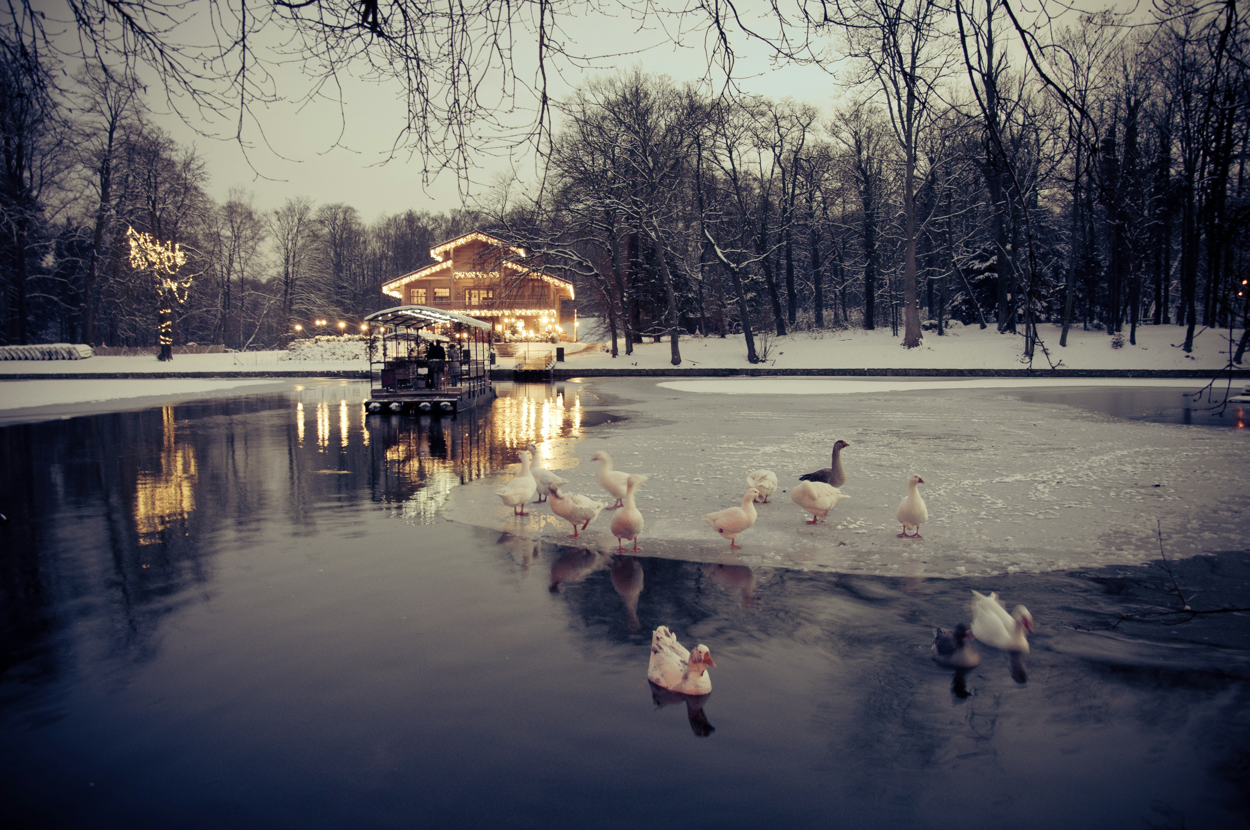 White ducks stand on a frozen section of a pond in front of the Chalet Robinson covered in snow. The buildings and boat dock and one tree are lit with the warm yellow glow of Christmas lights