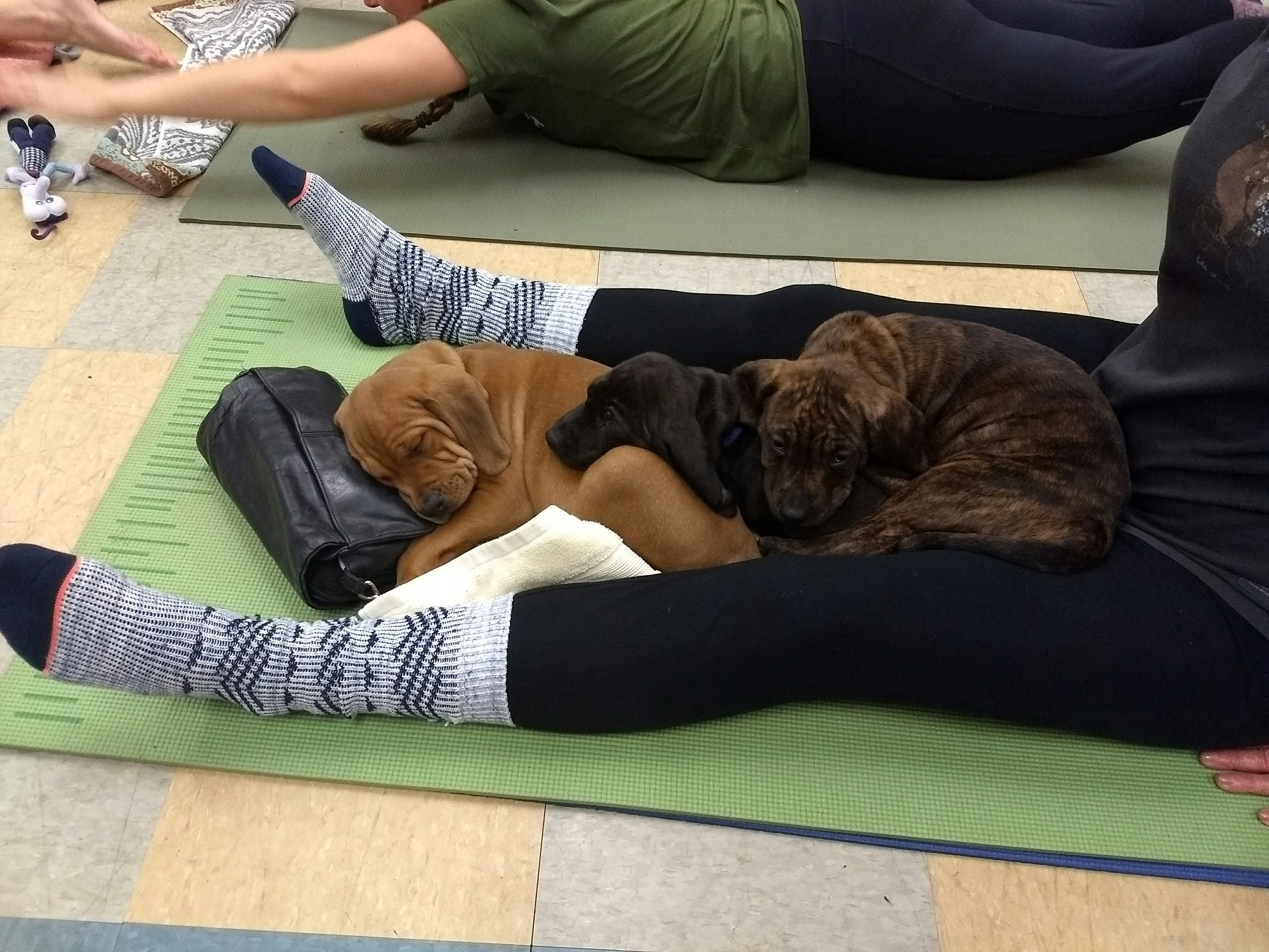 Pilates with Puppies.jpg